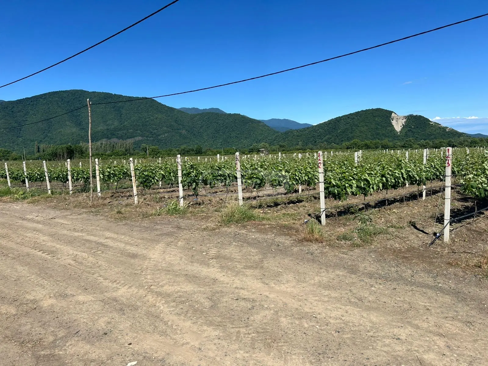 For Sale Sasoplo-Sameurneo Land Plot Qvarlis Munitsipalitetshi view 1