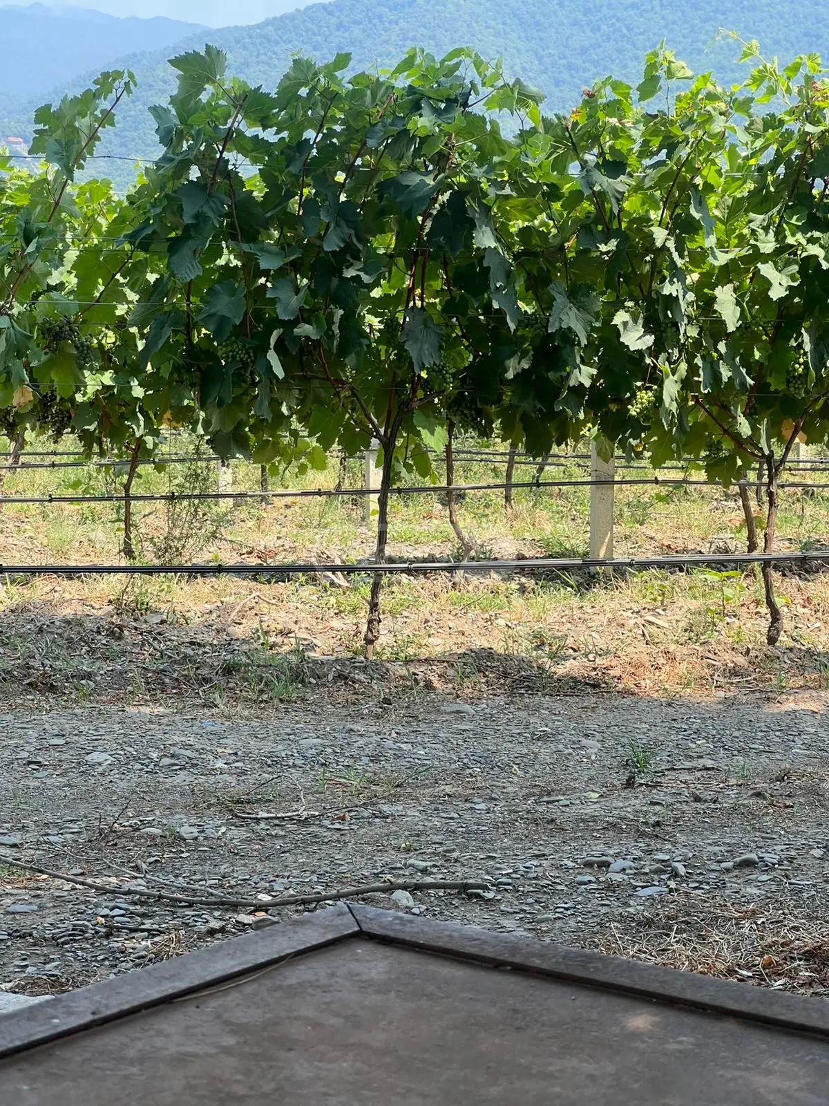 For Sale Sasoplo-Sameurneo Land Plot Qvarlis Munitsipalitetshi view 6
