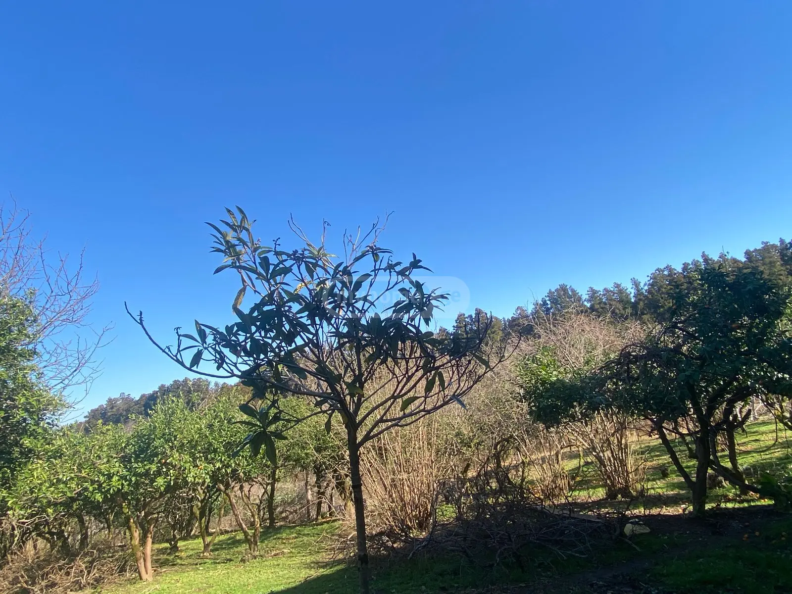 For Sale Sainvestitsio Land Plot view 4