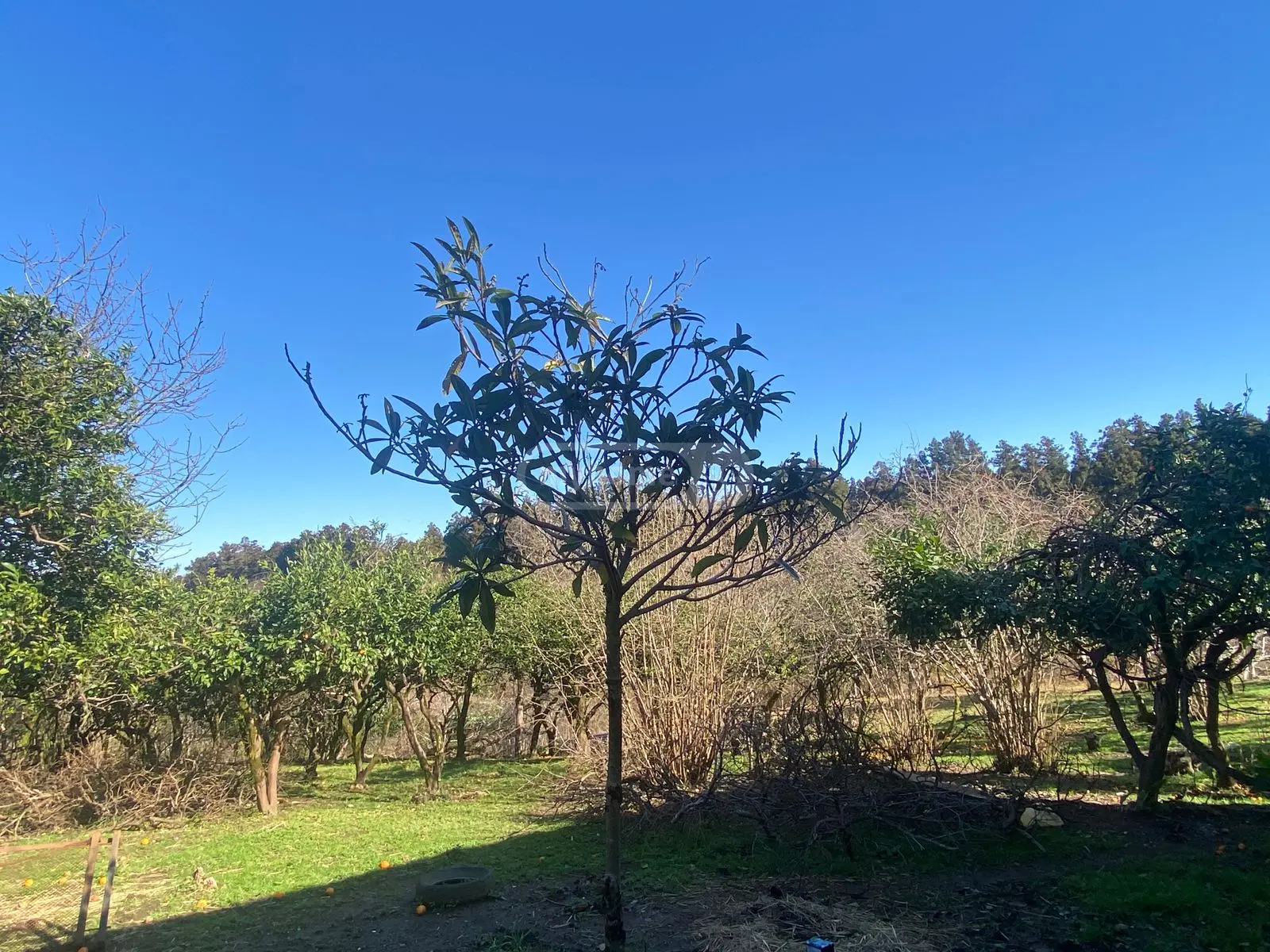 For Sale Sainvestitsio Land Plot view 5