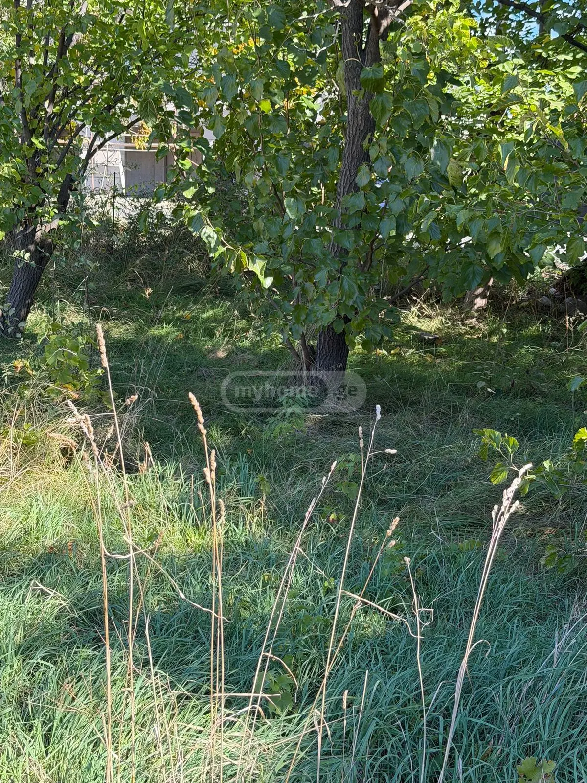 For Sale Sasoplo-Sameurneo Land Plot Tbilisis Zghvaze, 4 of 7