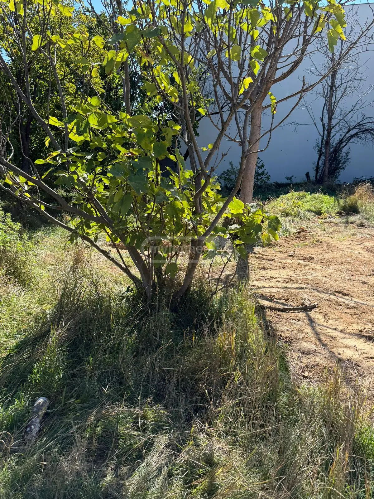 For Sale Sasoplo-Sameurneo Land Plot Tbilisis Zghvaze, 5 of 7