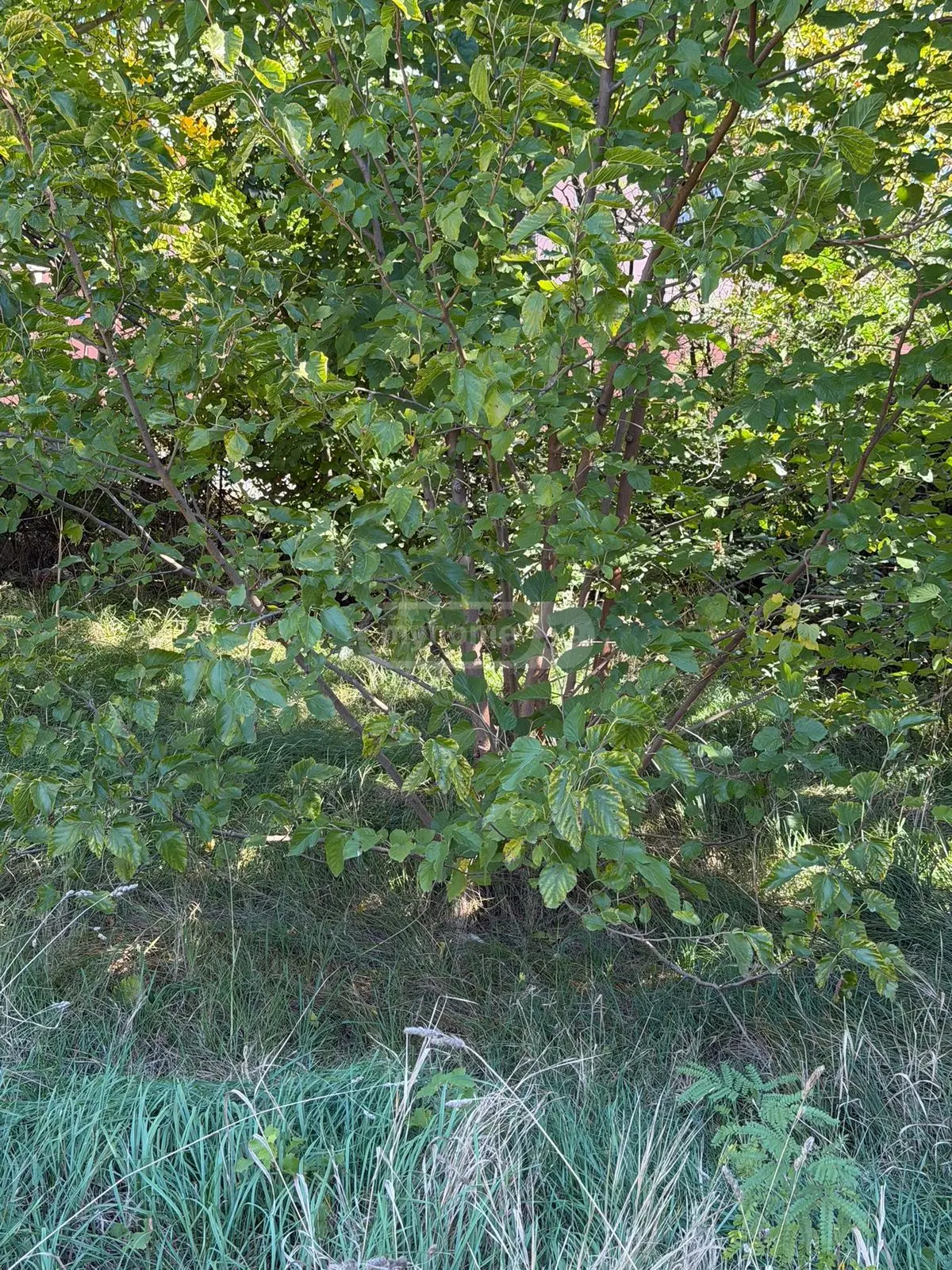 For Sale Sasoplo-Sameurneo Land Plot Tbilisis Zghvaze, 3 of 7