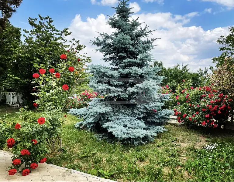For Rent 3 Room Country House Tsqnetshi, 9 of 10
