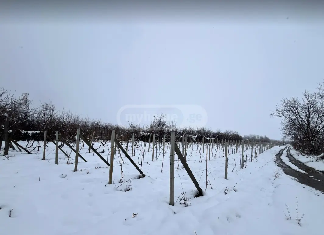 Продажа Земля / участок в Sighnaghshi view 1