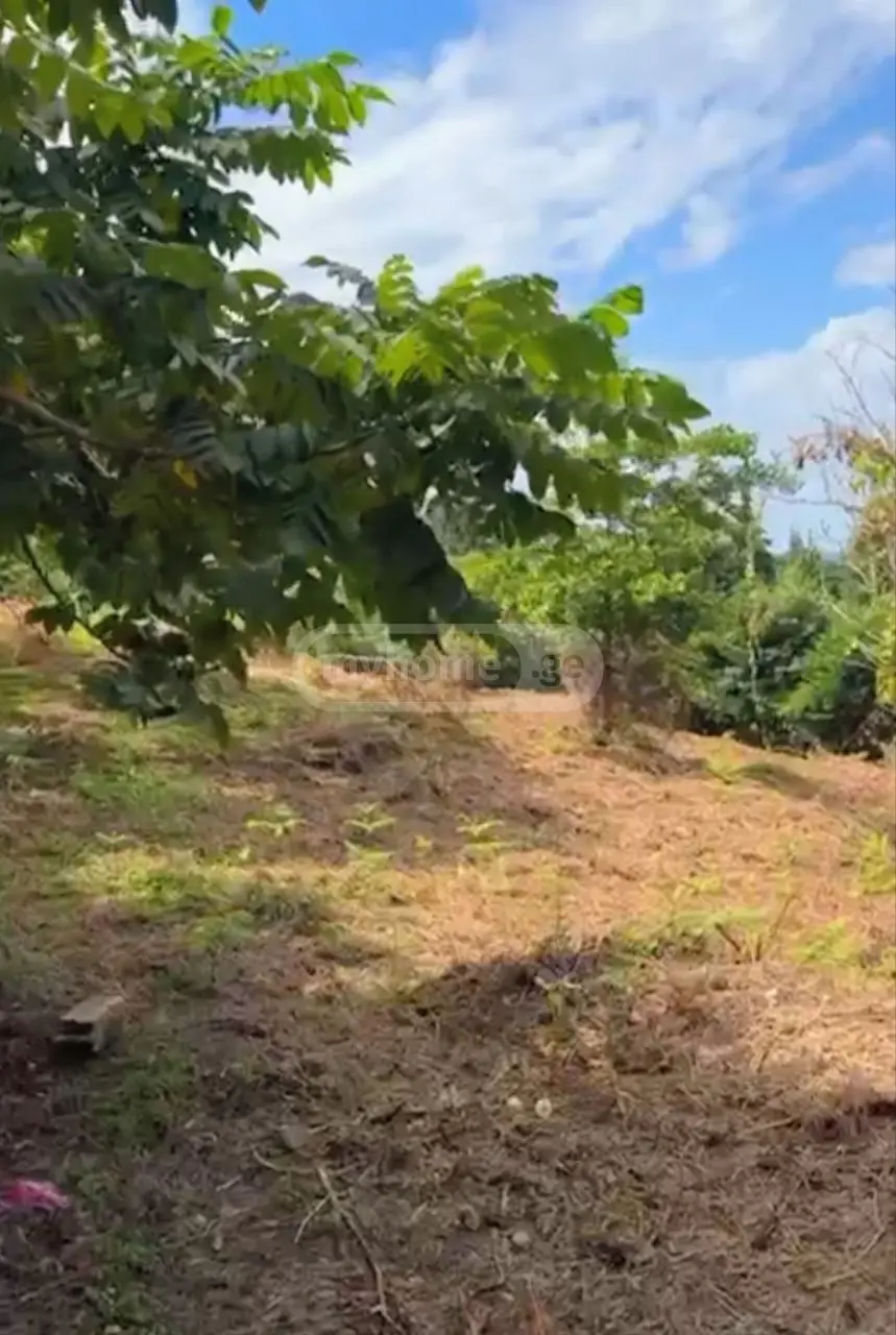 For Sale Ara Sasoplo-Sameurneo Land Plot Kobuletis Munitsipalitetshi view 12