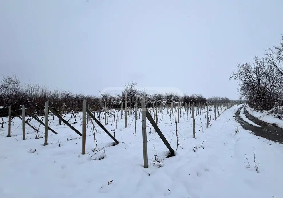 Продажа Земля / участок в Sighnaghshi view 2