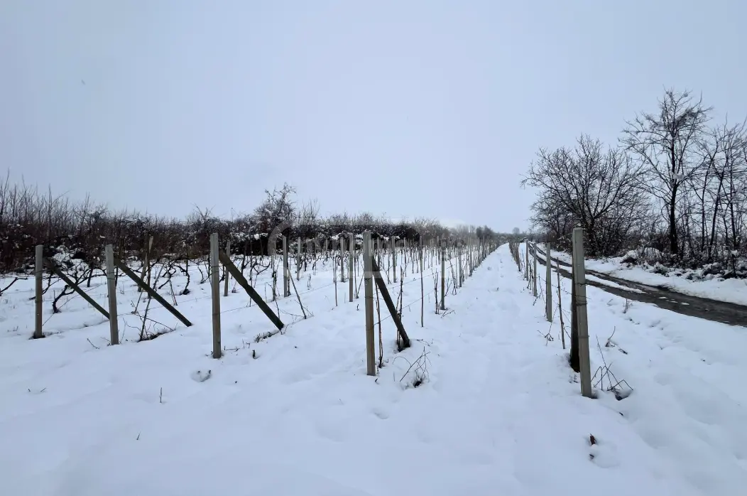 Продажа Земля / участок в Sighnaghshi view 3