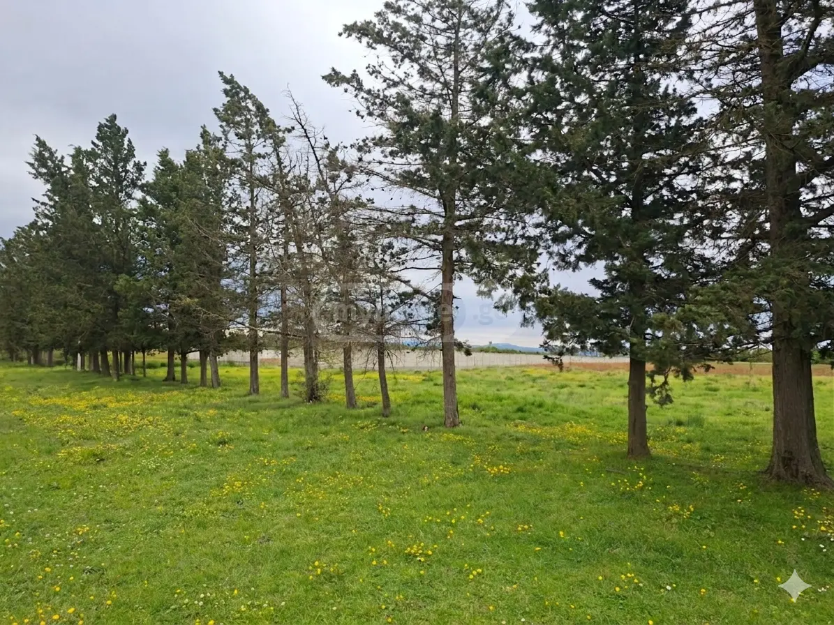 For Sale Sasoplo-Sameurneo Land Plot Samtrediashi view 3