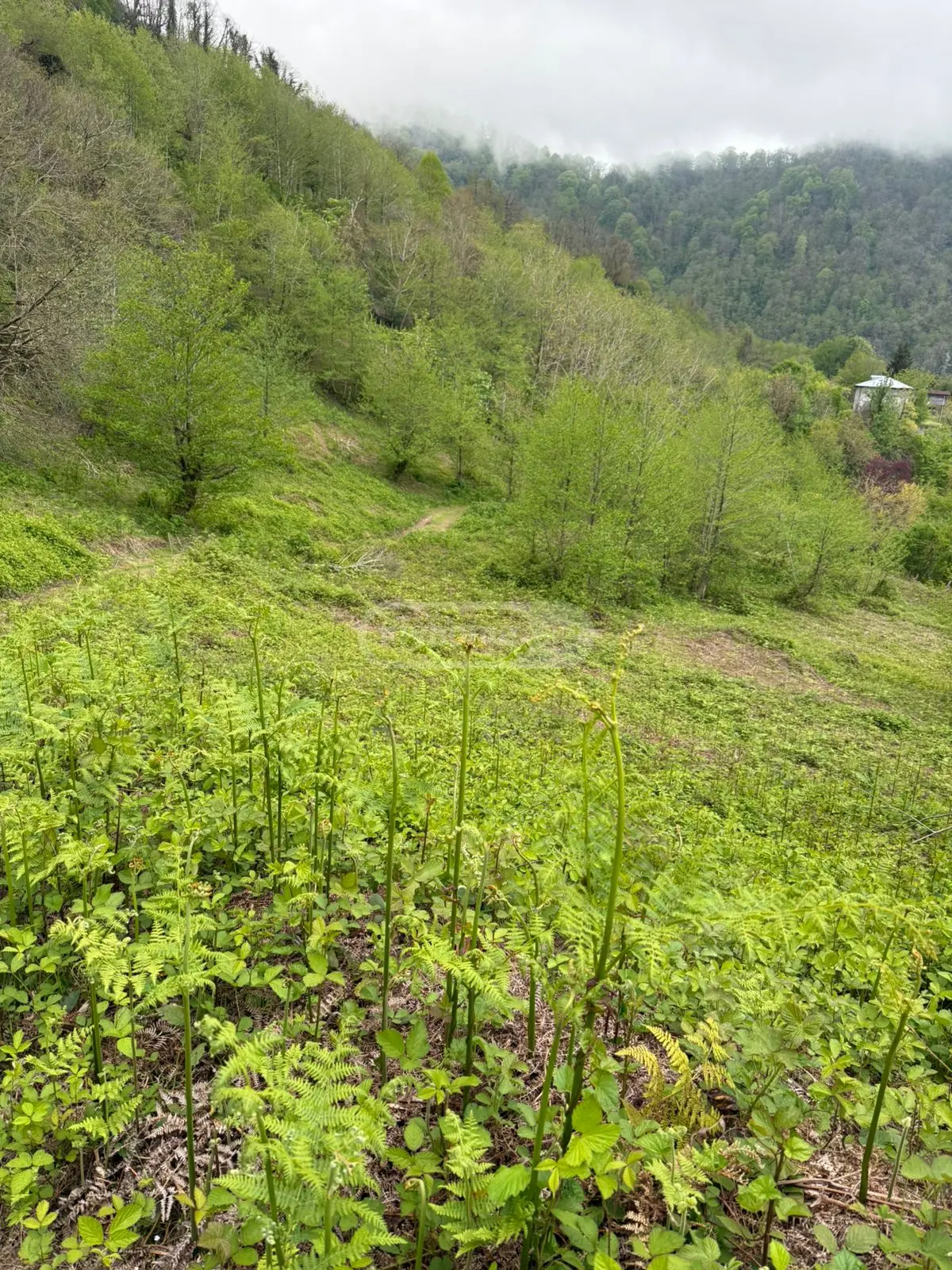 For Sale Sasoplo-Sameurneo Land Plot In Batumi view 6