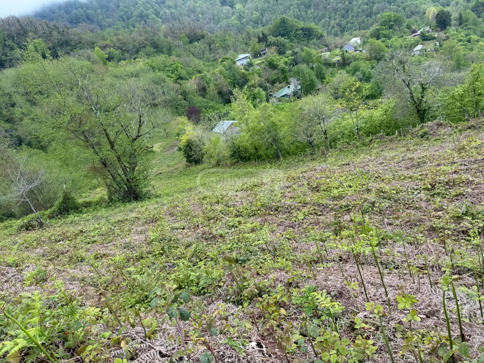 For Sale Sasoplo-Sameurneo Land Plot In Batumi view 3