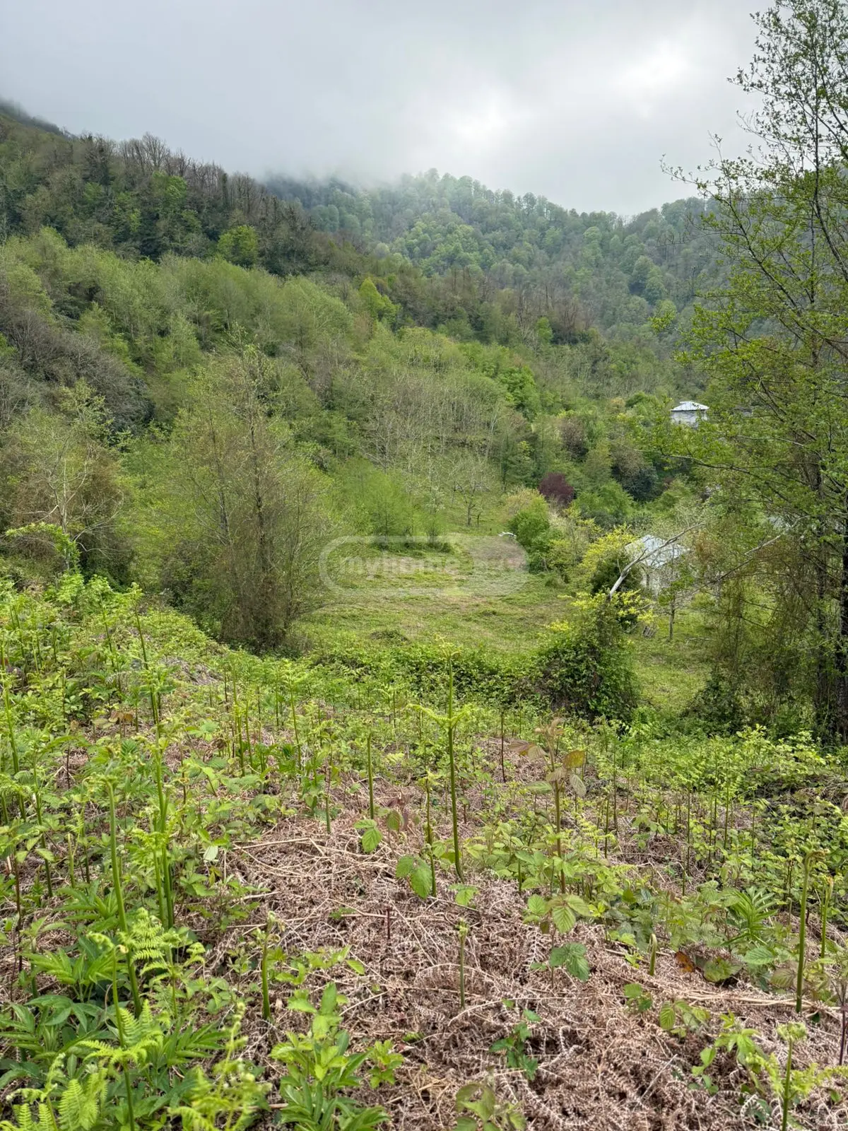 For Sale Sasoplo-Sameurneo Land Plot In Batumi view 4