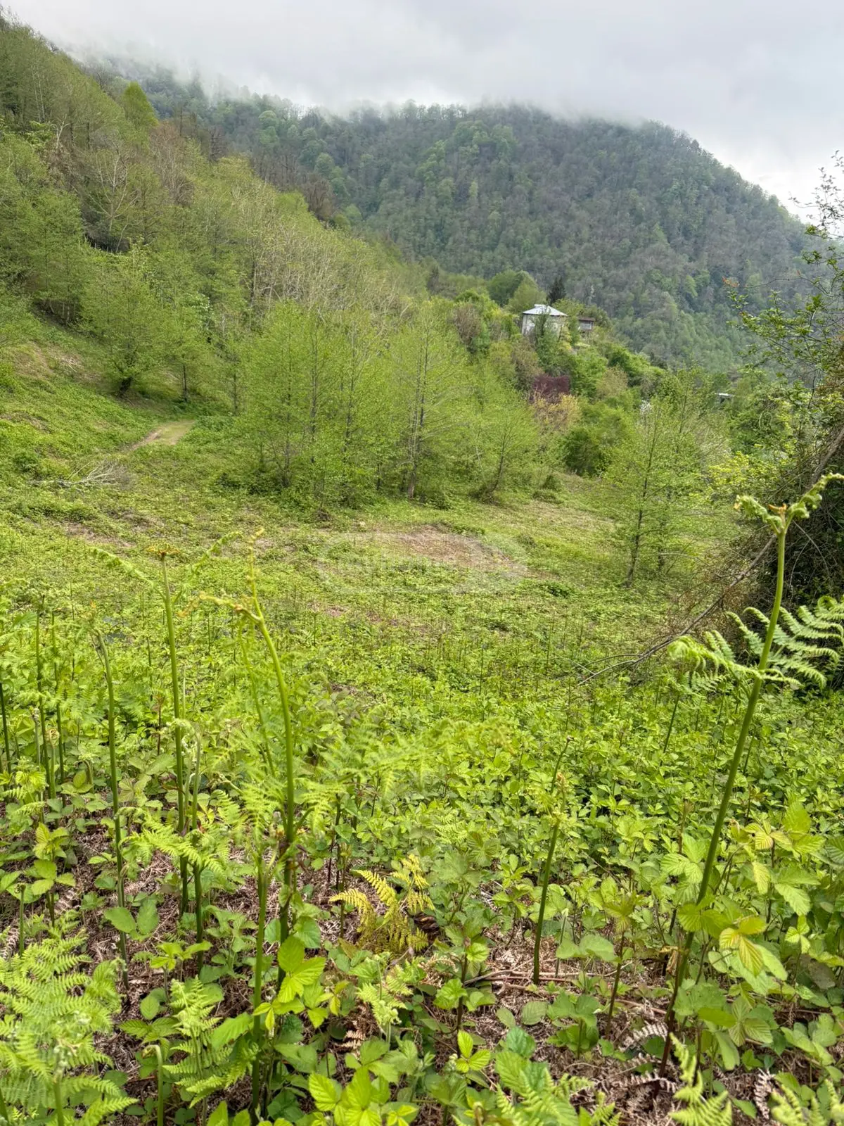 For Sale Sasoplo-Sameurneo Land Plot In Batumi view 5