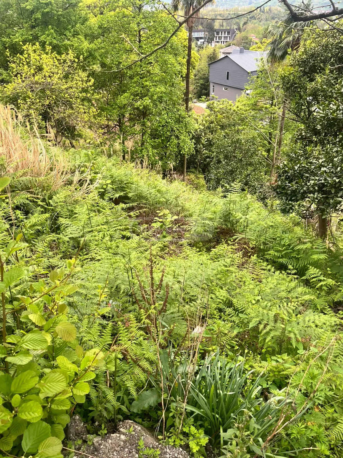 For Sale Sasoplo-Sameurneo Land Plot In Batumi view 5