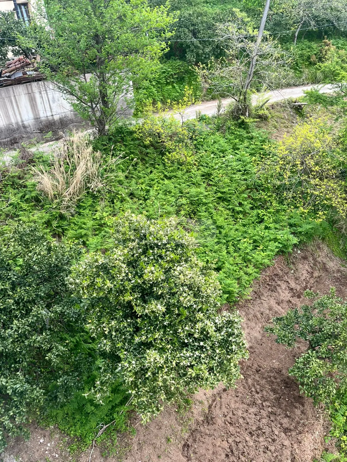 For Sale Sasoplo-Sameurneo Land Plot In Batumi view 3