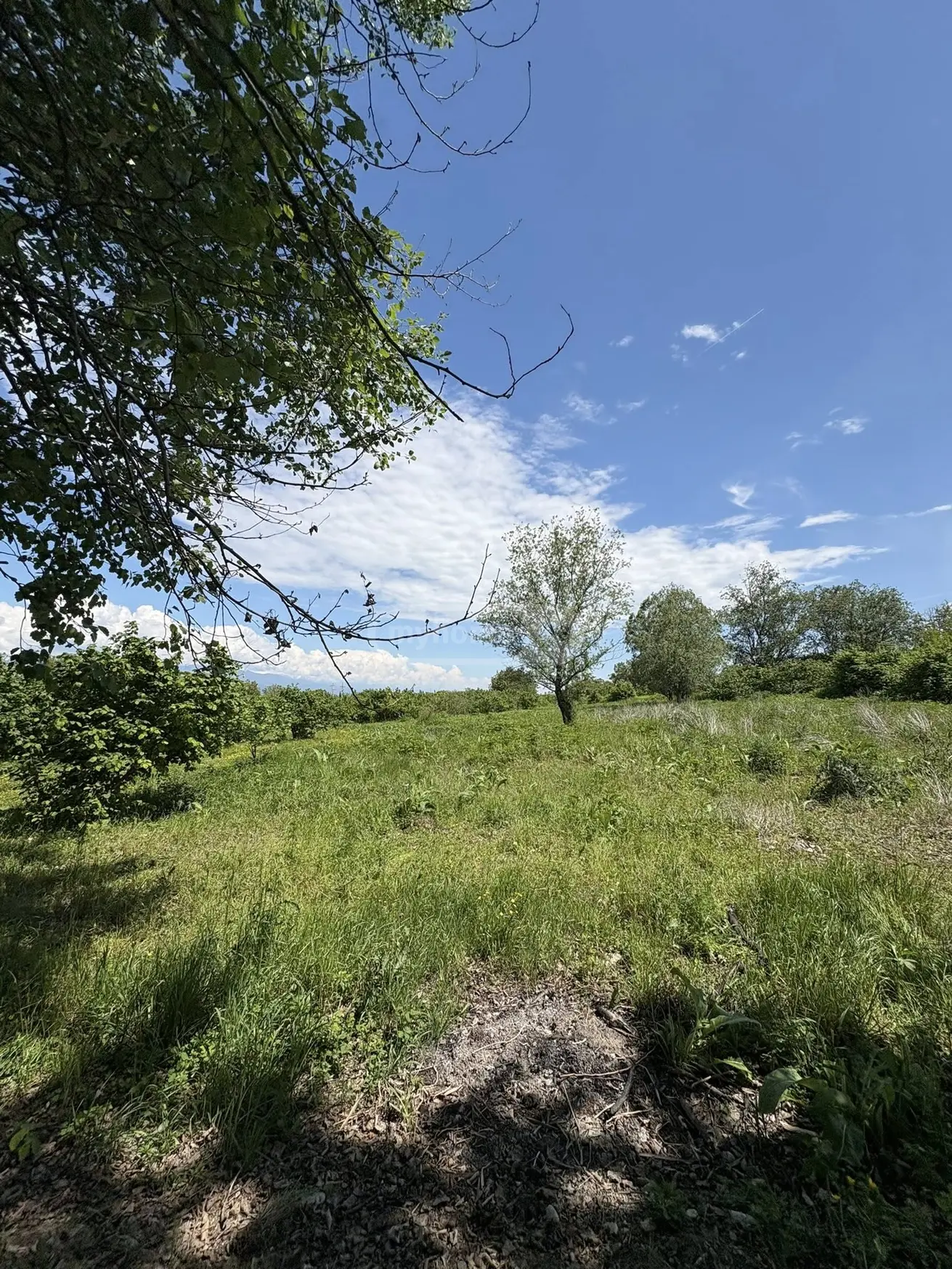 For Sale Ara Sasoplo-Sameurneo Land Plot Telavis Munitsipalitetshi view 4