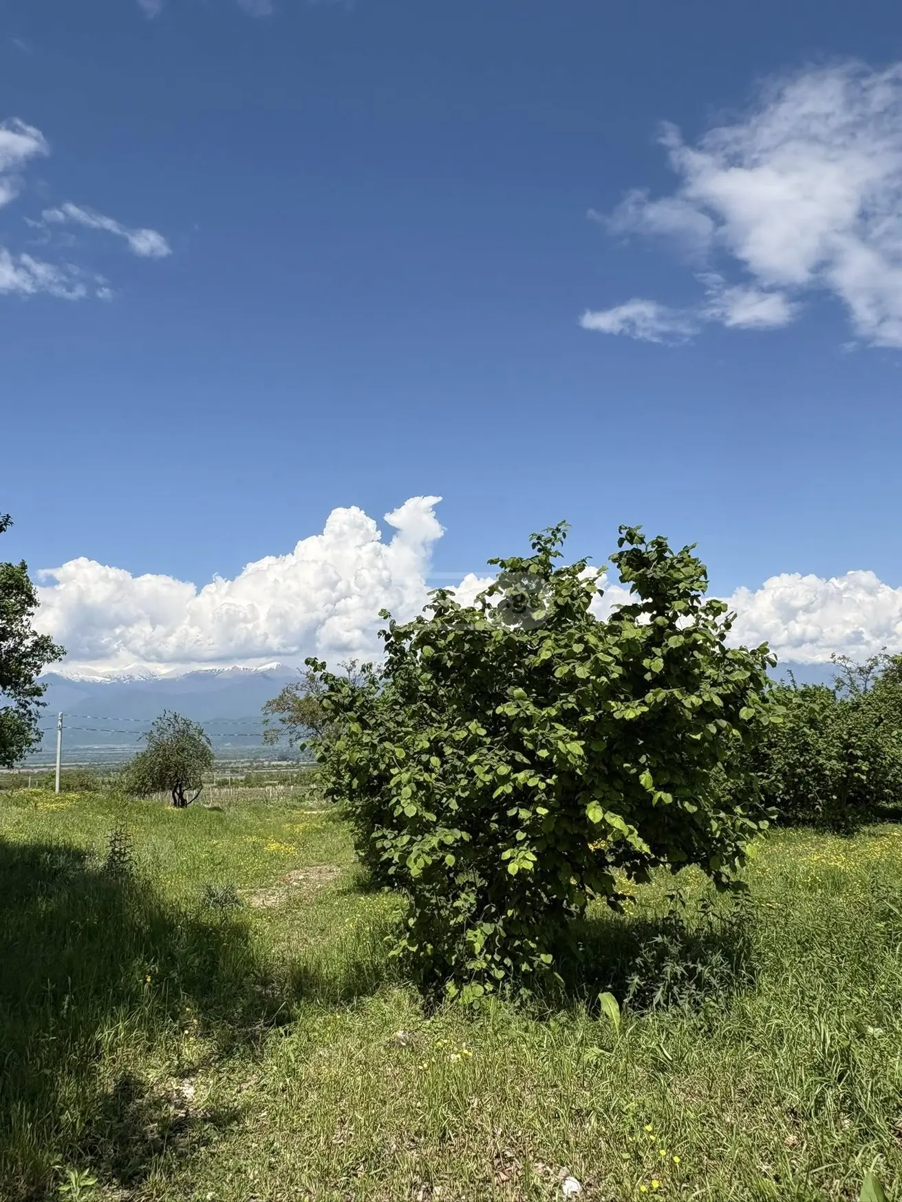 For Sale Ara Sasoplo-Sameurneo Land Plot Telavis Munitsipalitetshi view 5