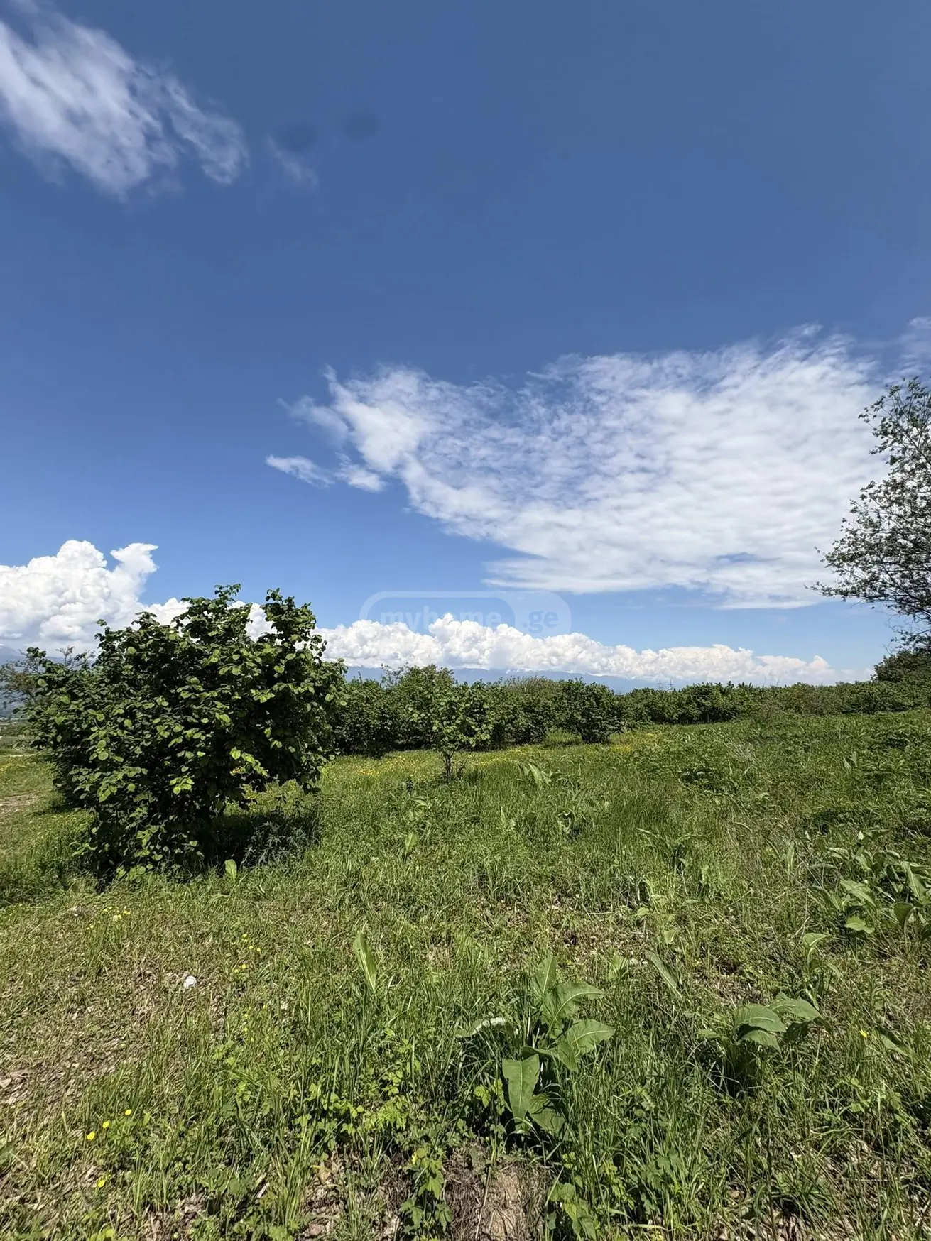 For Sale Ara Sasoplo-Sameurneo Land Plot Telavis Munitsipalitetshi view 2