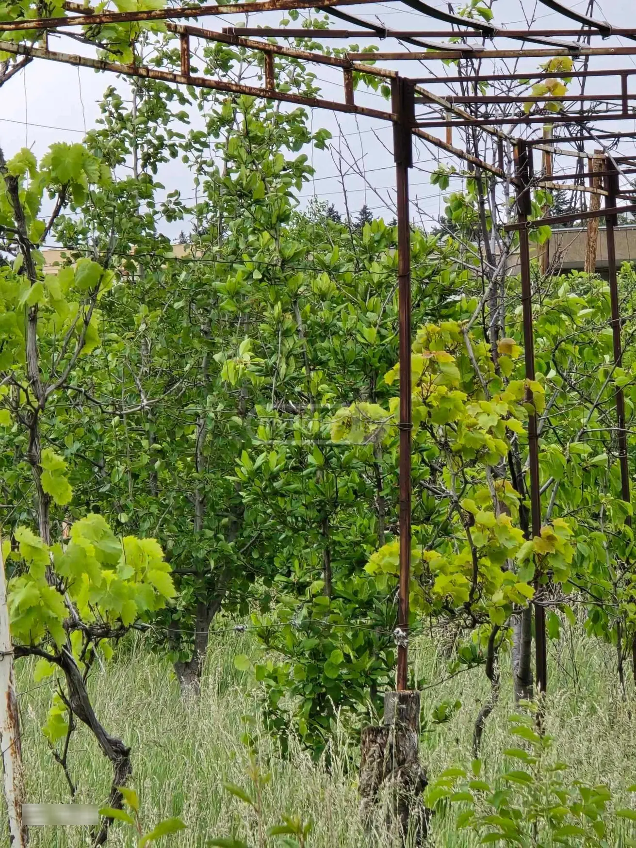 For Sale Sasoplo-Sameurneo Land Plot Chughuretshi, 1 of 3