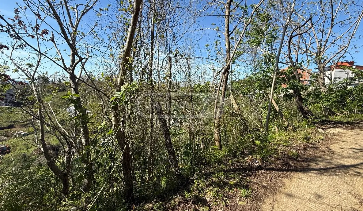 For Sale Sasoplo-Sameurneo Land Plot In Batumi view 5