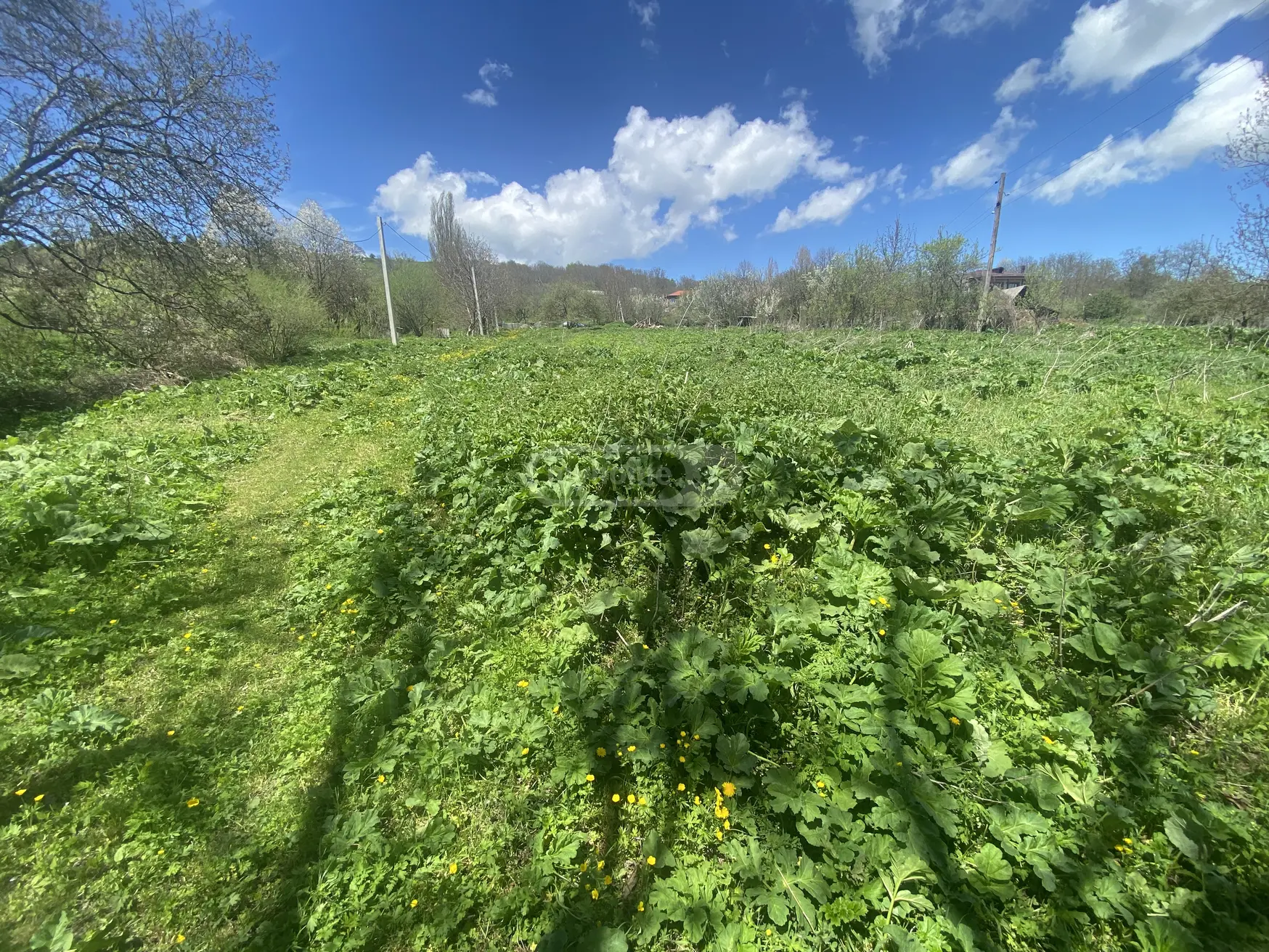 For Sale Sasoplo-Sameurneo Land Plot Telavis Munitsipalitetshi view 5