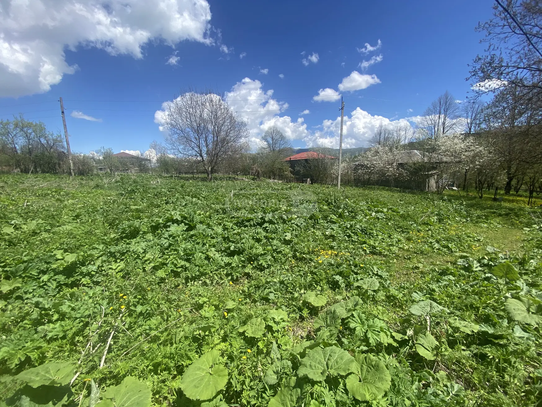 For Sale Sasoplo-Sameurneo Land Plot Telavis Munitsipalitetshi view 2
