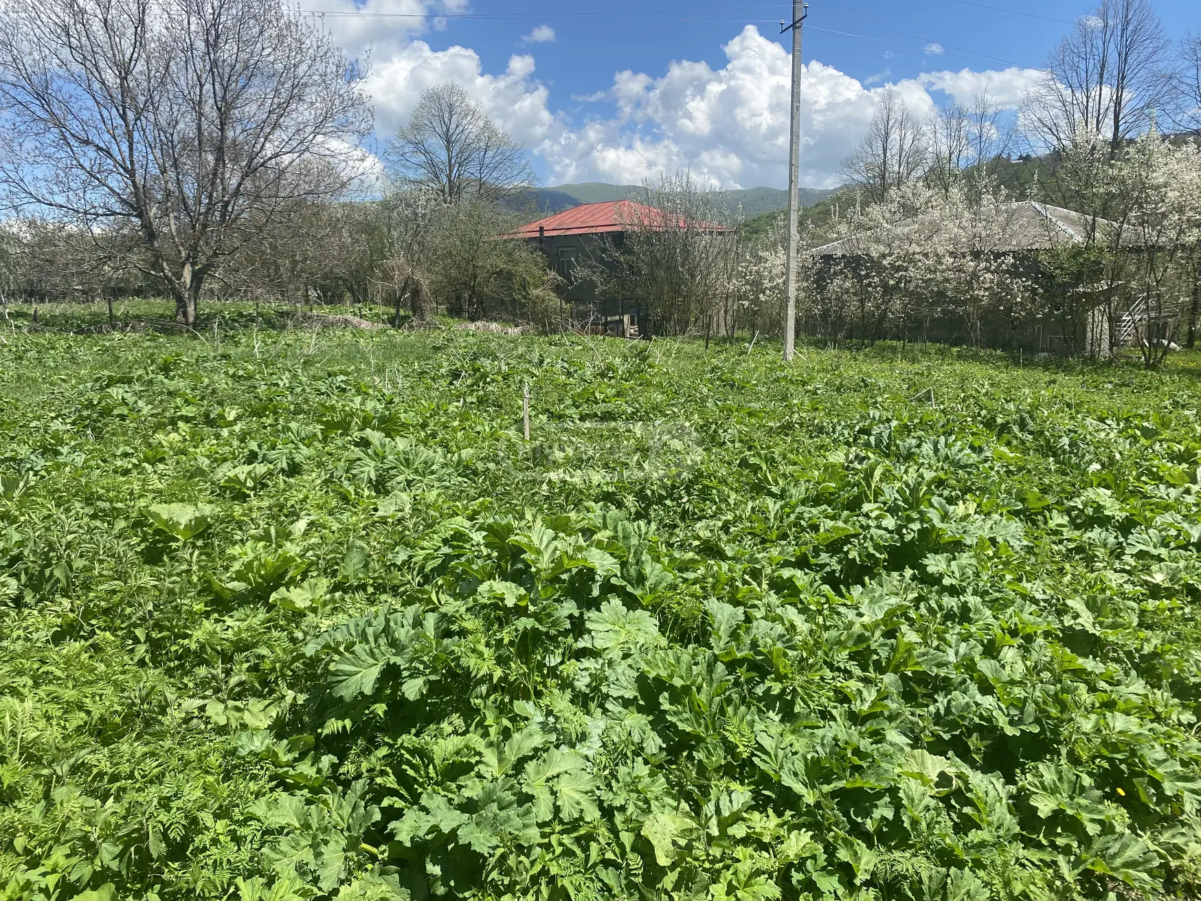 For Sale Sasoplo-Sameurneo Land Plot Telavis Munitsipalitetshi view 3