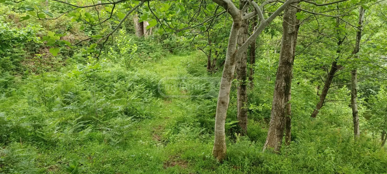 For Sale Sasoplo-Sameurneo Land Plot Khelvachauris Munitsipalitetshi view 7