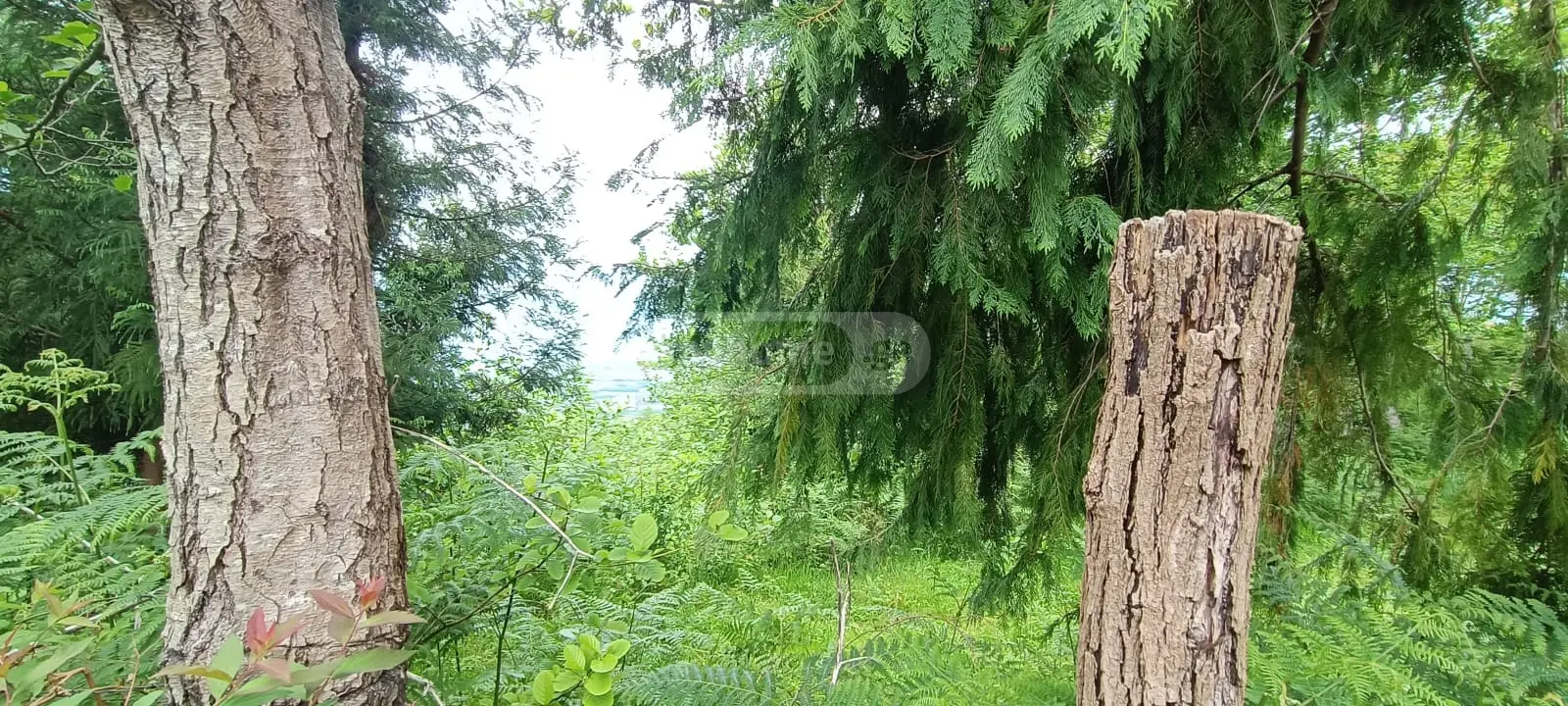 For Sale Sasoplo-Sameurneo Land Plot Khelvachauris Munitsipalitetshi view 10