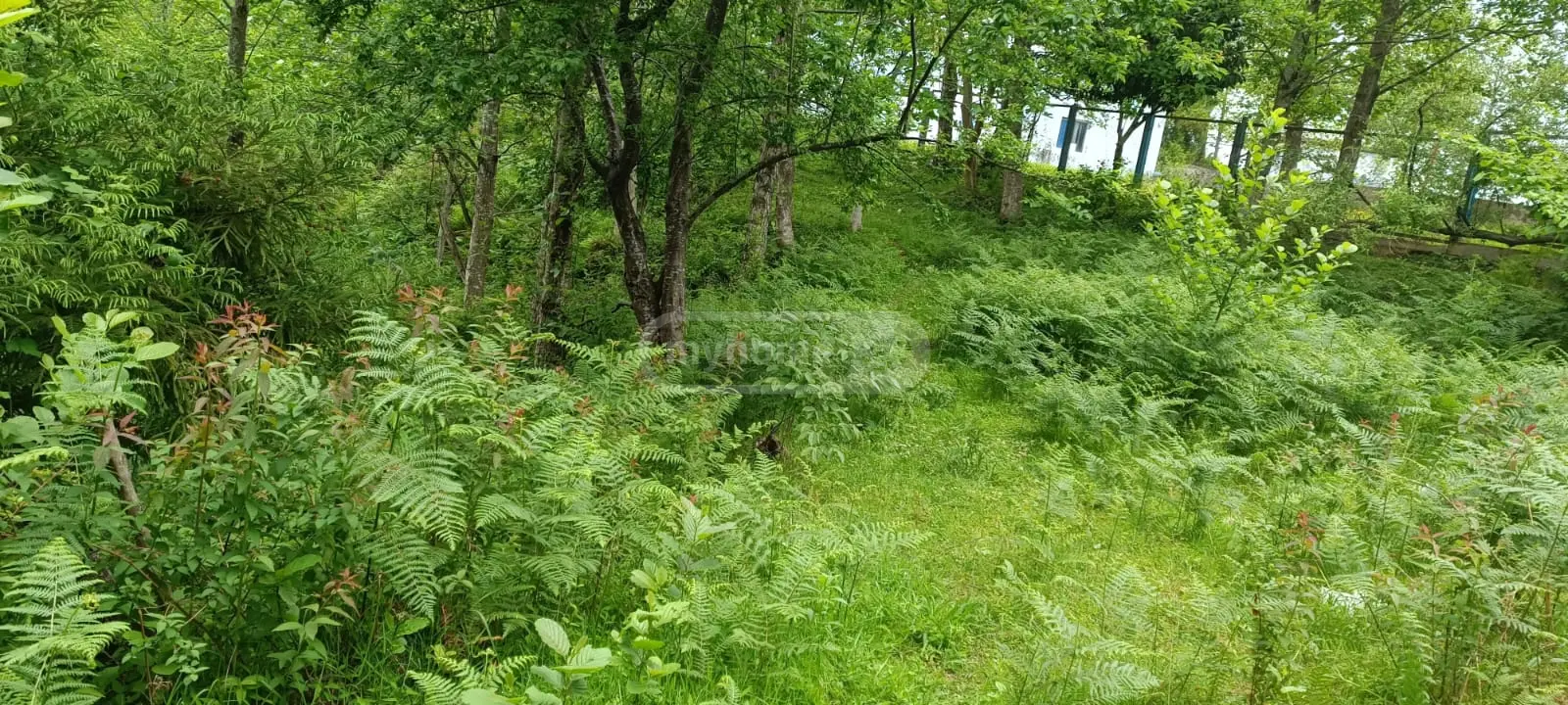 For Sale Sasoplo-Sameurneo Land Plot Khelvachauris Munitsipalitetshi view 5