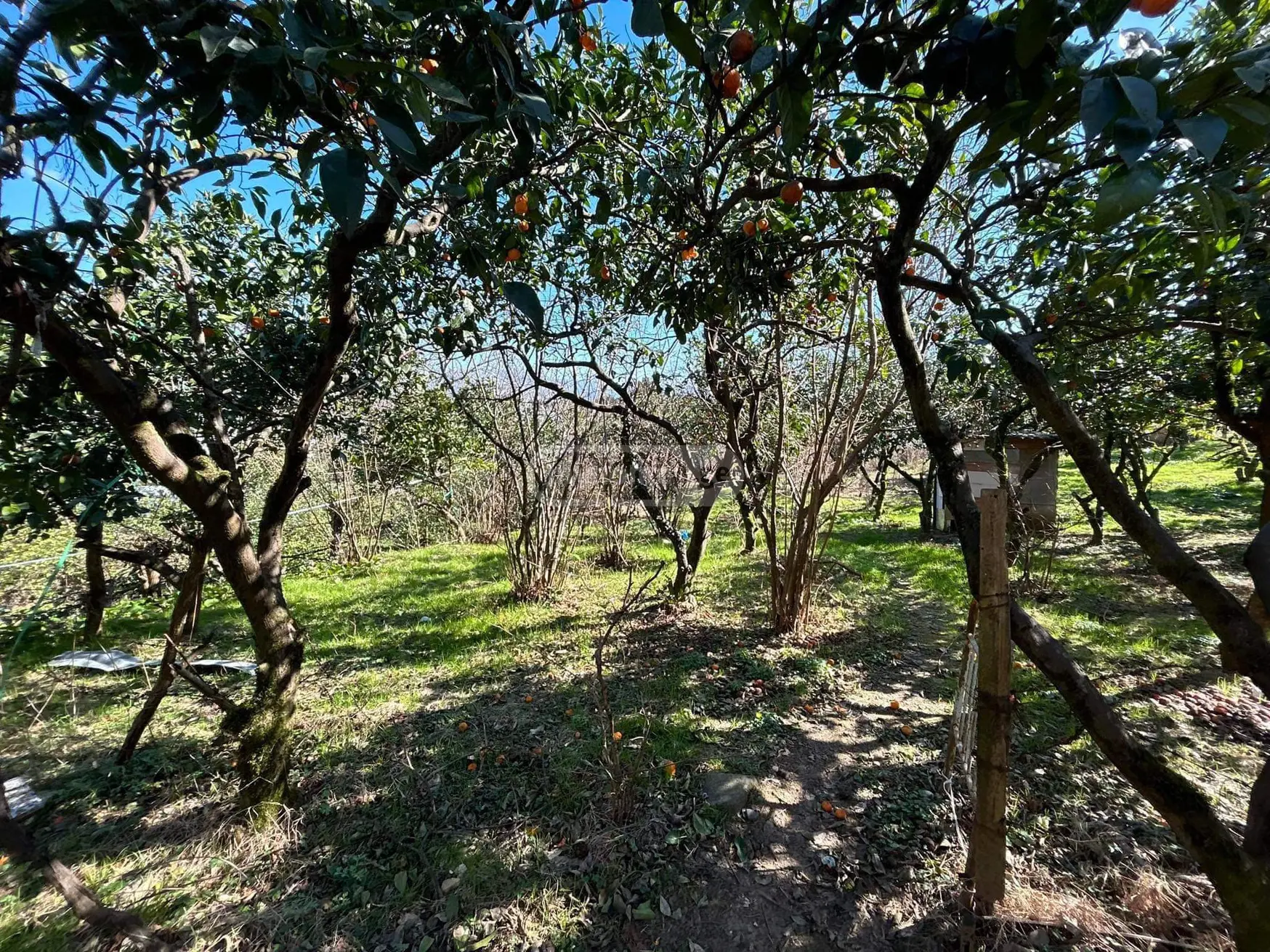 For Sale Spetsialuri Land Plot Khelvachauris Munitsipalitetshi view 4