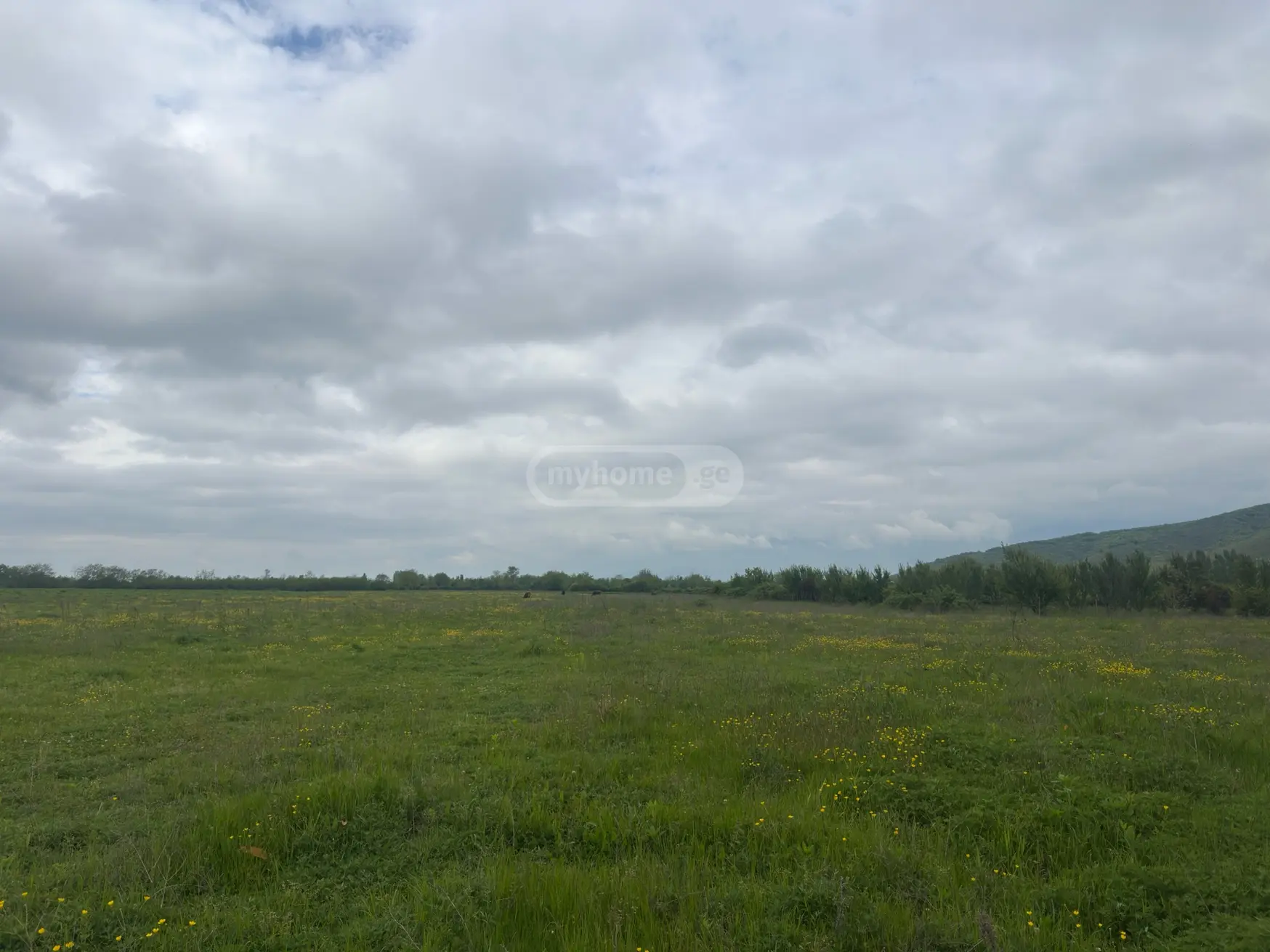 For Sale Sasoplo-Sameurneo Land Plot Lagodekhshi view 3