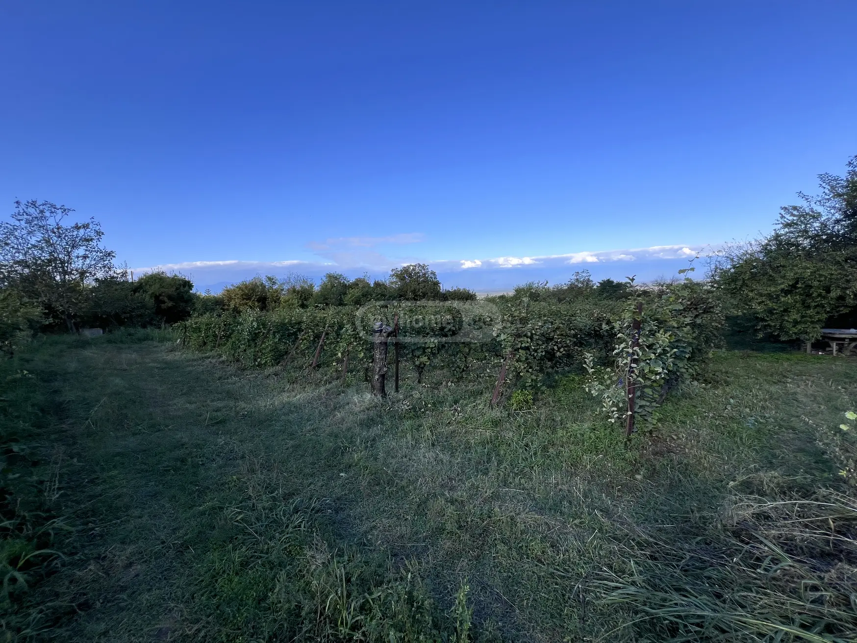 For Sale Sasoplo-Sameurneo Land Plot Gurjaanis Munitsipalitetshi view 2