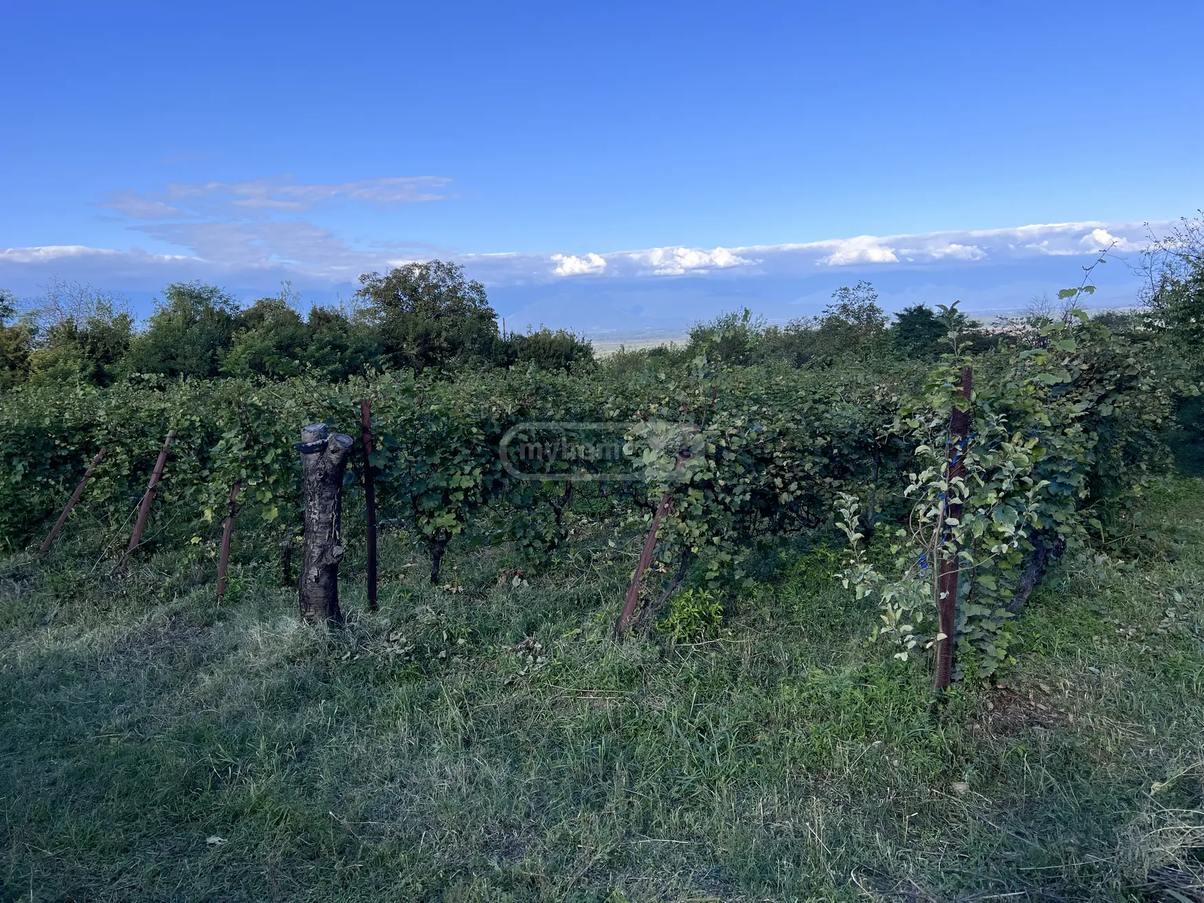 For Sale Sasoplo-Sameurneo Land Plot Gurjaanis Munitsipalitetshi view 1