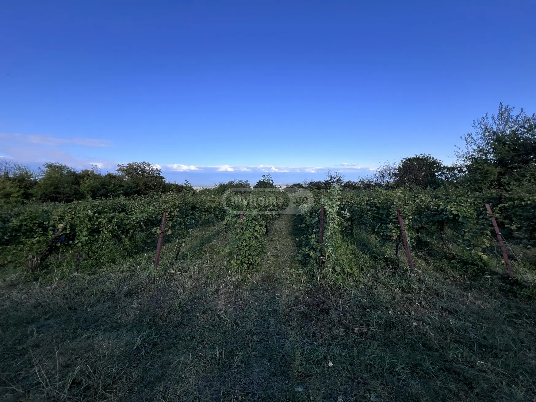For Sale Sasoplo-Sameurneo Land Plot Gurjaanis Munitsipalitetshi view 3
