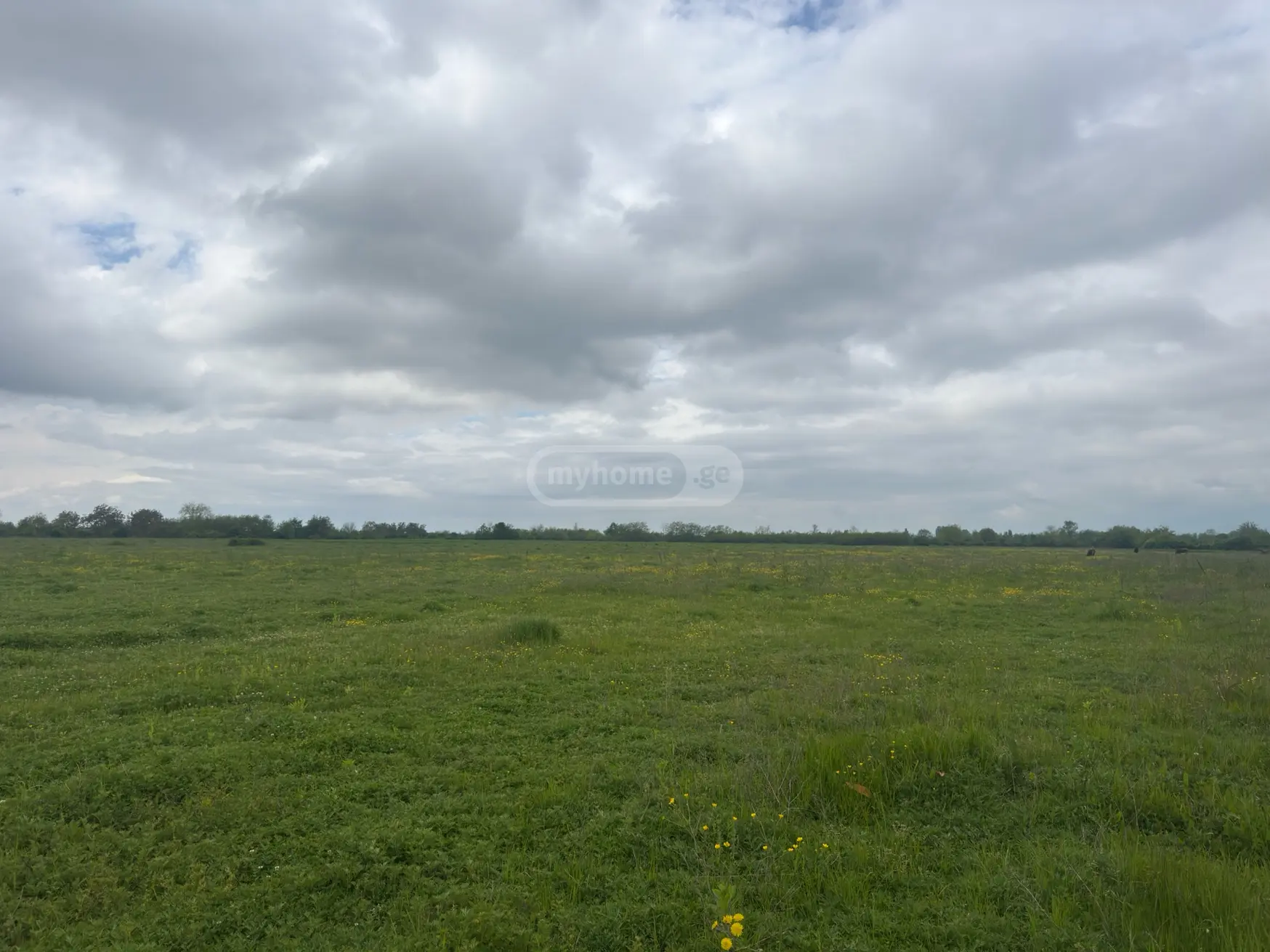 For Sale Sasoplo-Sameurneo Land Plot Lagodekhshi view 2