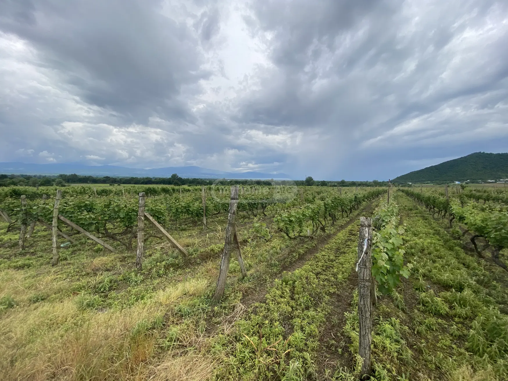 For Sale Sasoplo-Sameurneo Land Plot Qvarlis Munitsipalitetshi view 4