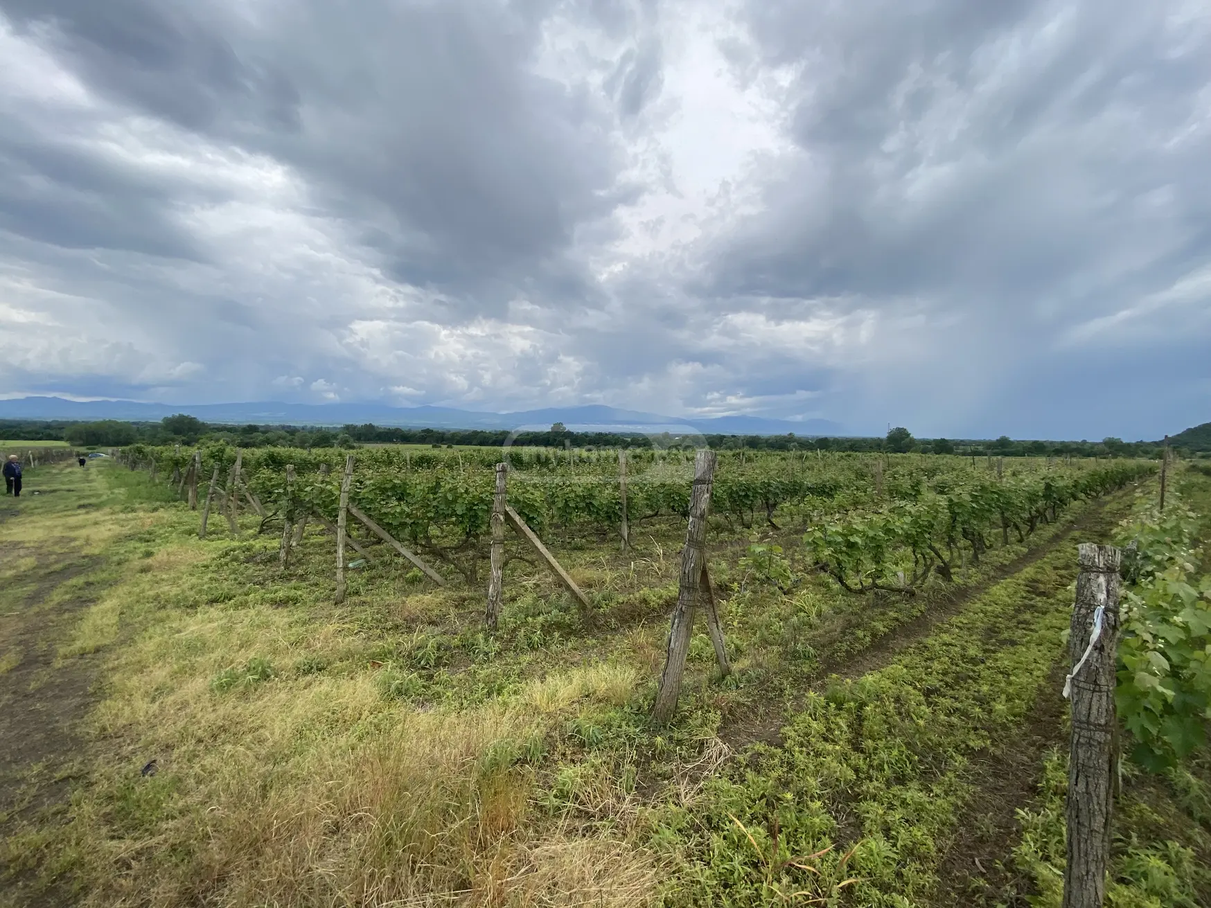 For Sale Sasoplo-Sameurneo Land Plot Qvarlis Munitsipalitetshi view 3