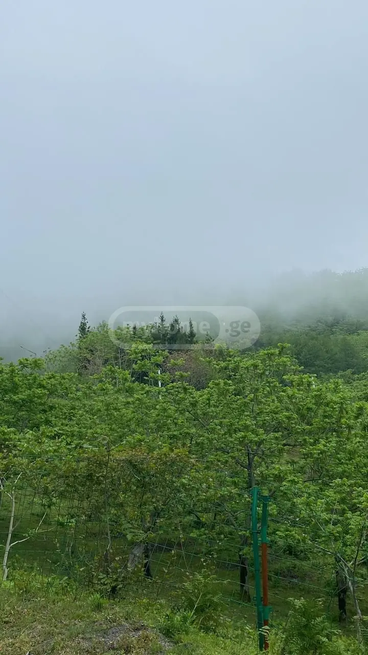 For Sale Ara Sasoplo-Sameurneo Land Plot Khelvachauris Munitsipalitetshi view 4