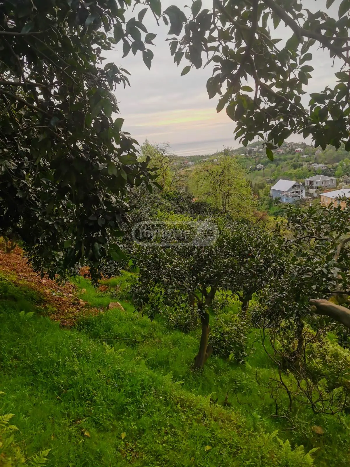 For Sale Ara Sasoplo-Sameurneo Land Plot Kobuletis Munitsipalitetshi view 6