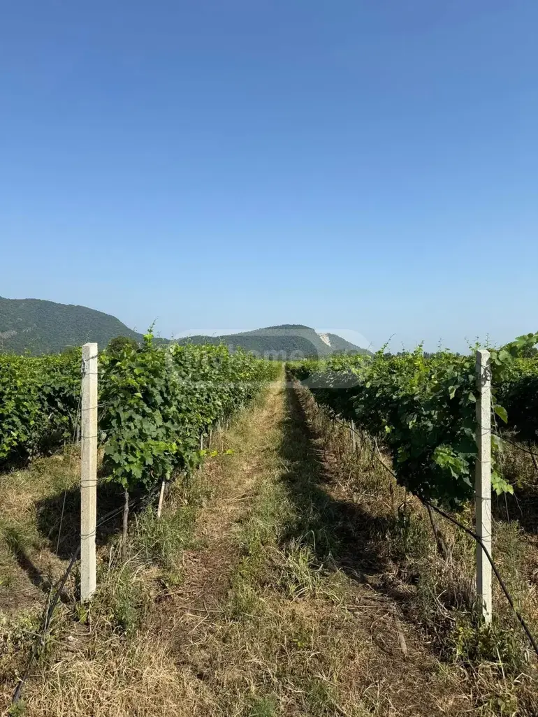 Продажа Земля / участок в Qvarlis Munitsipalitetshi view 5