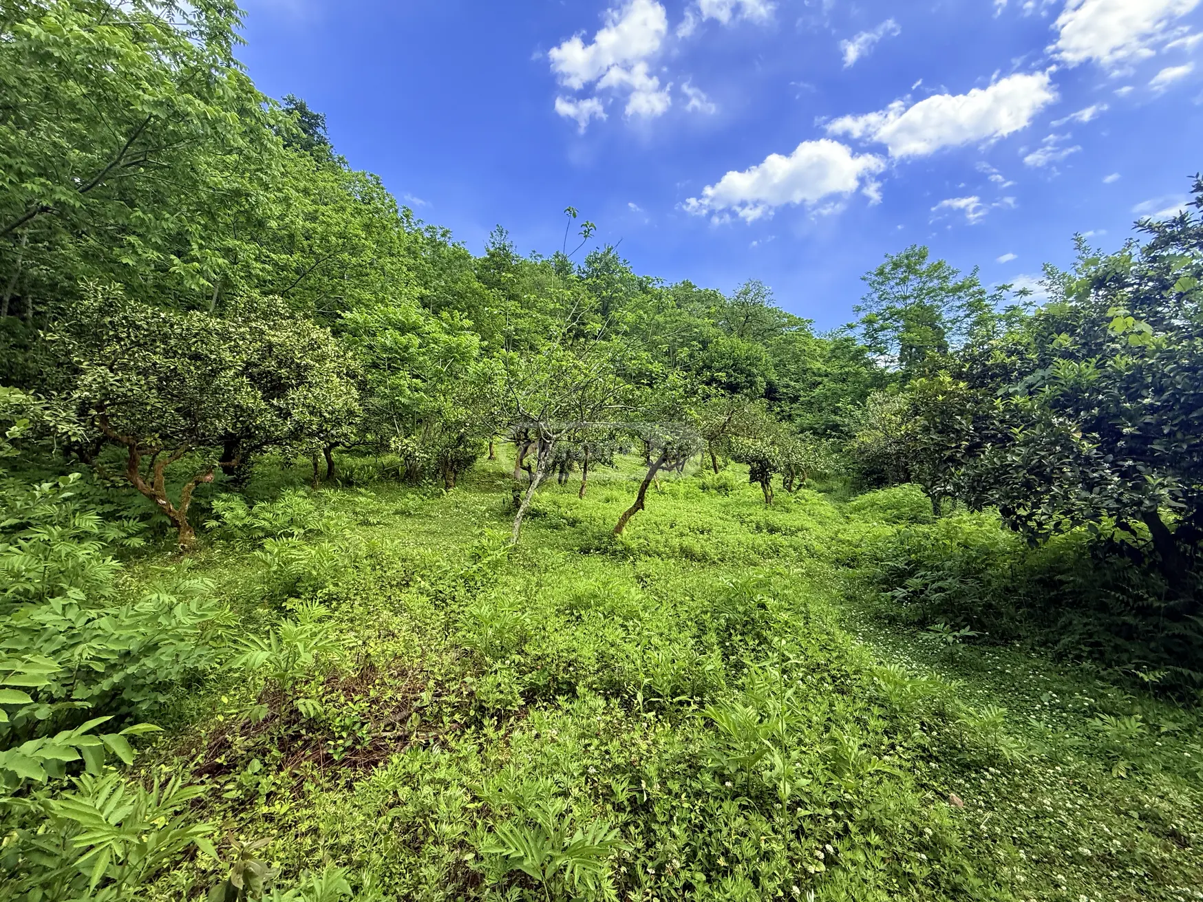 For Sale Sasoplo-Sameurneo Land Plot In Batumi view 3