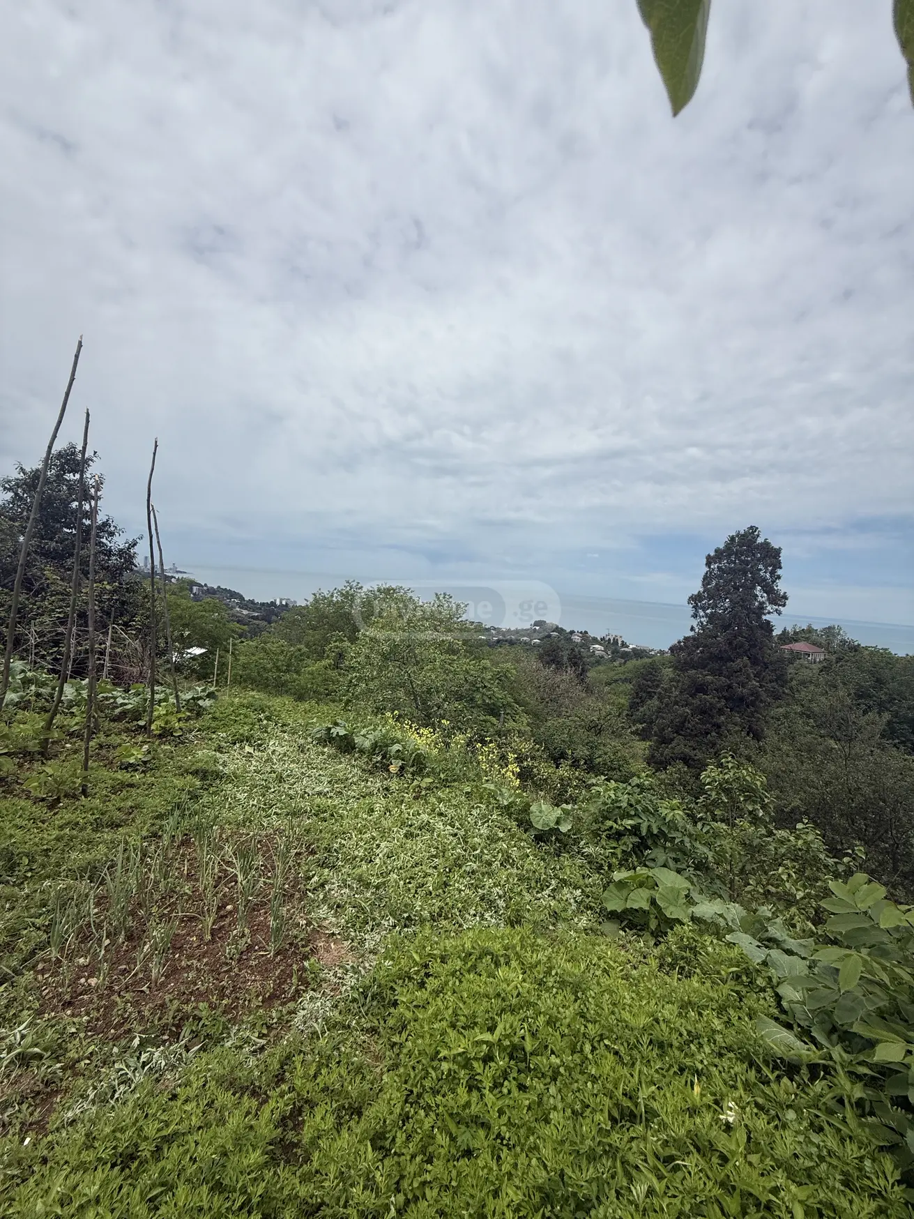 For Sale Sasoplo-Sameurneo Land Plot In Batumi view 6