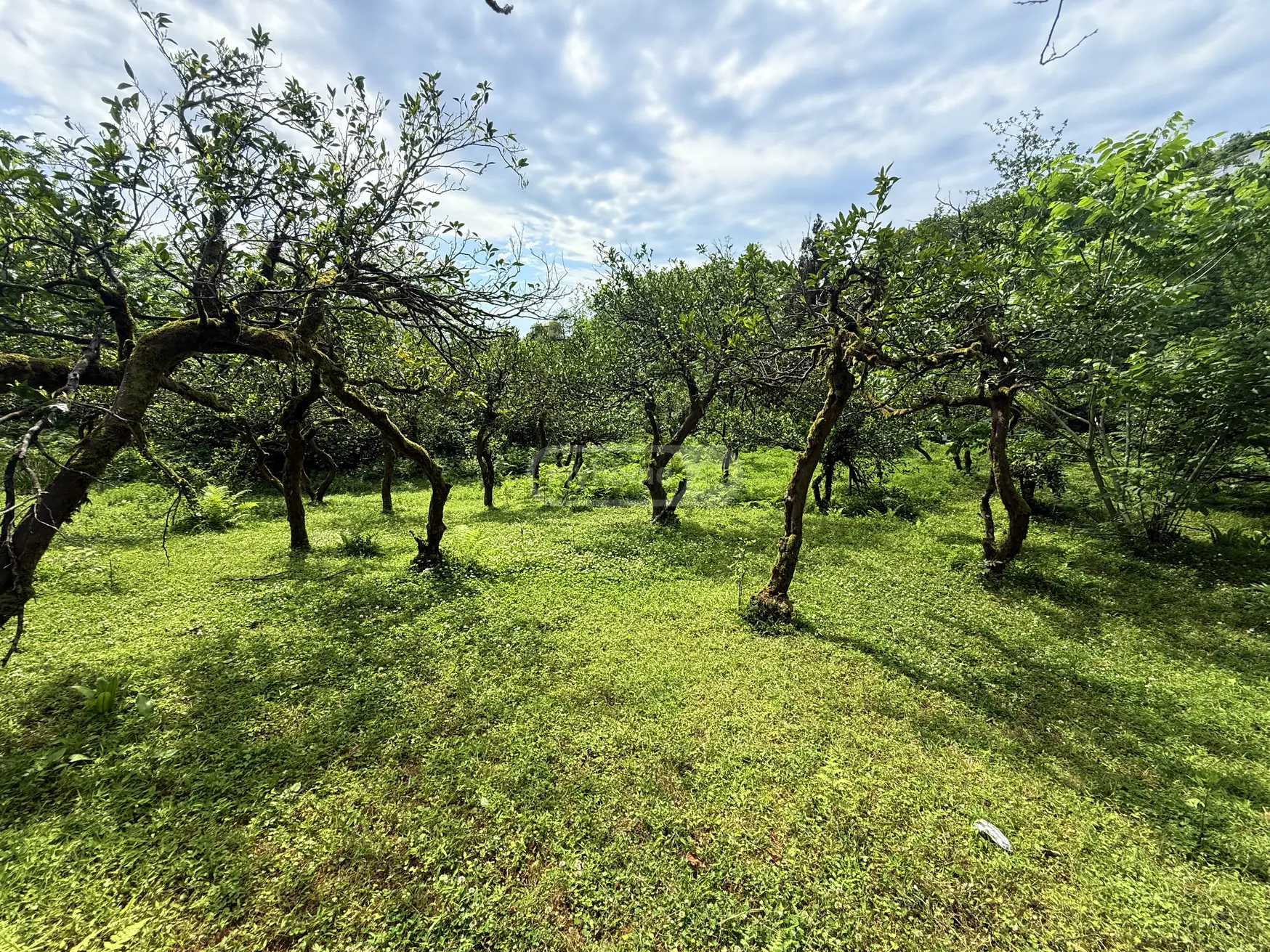 For Sale Sasoplo-Sameurneo Land Plot In Batumi view 1