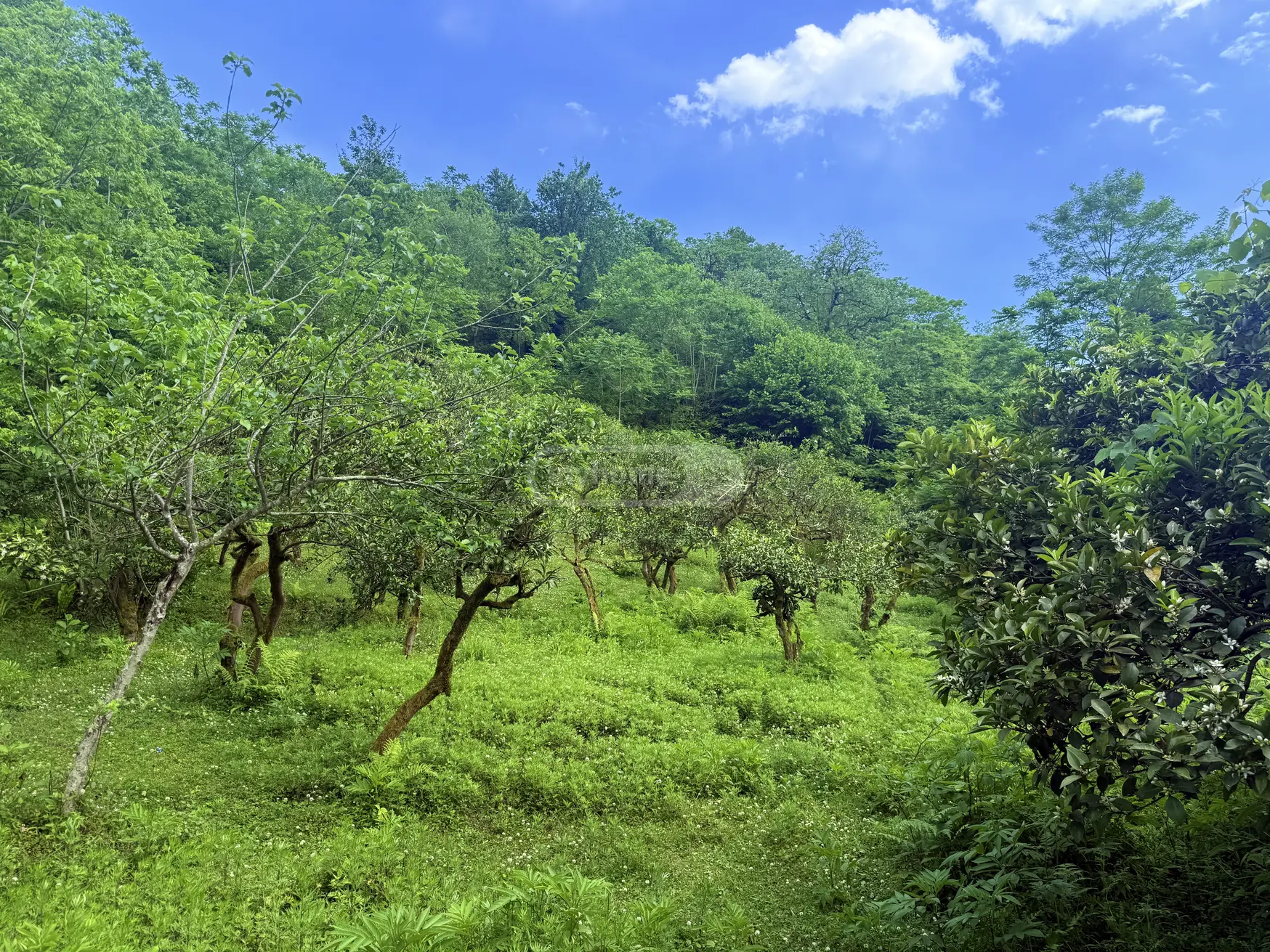 For Sale Sasoplo-Sameurneo Land Plot In Batumi view 4