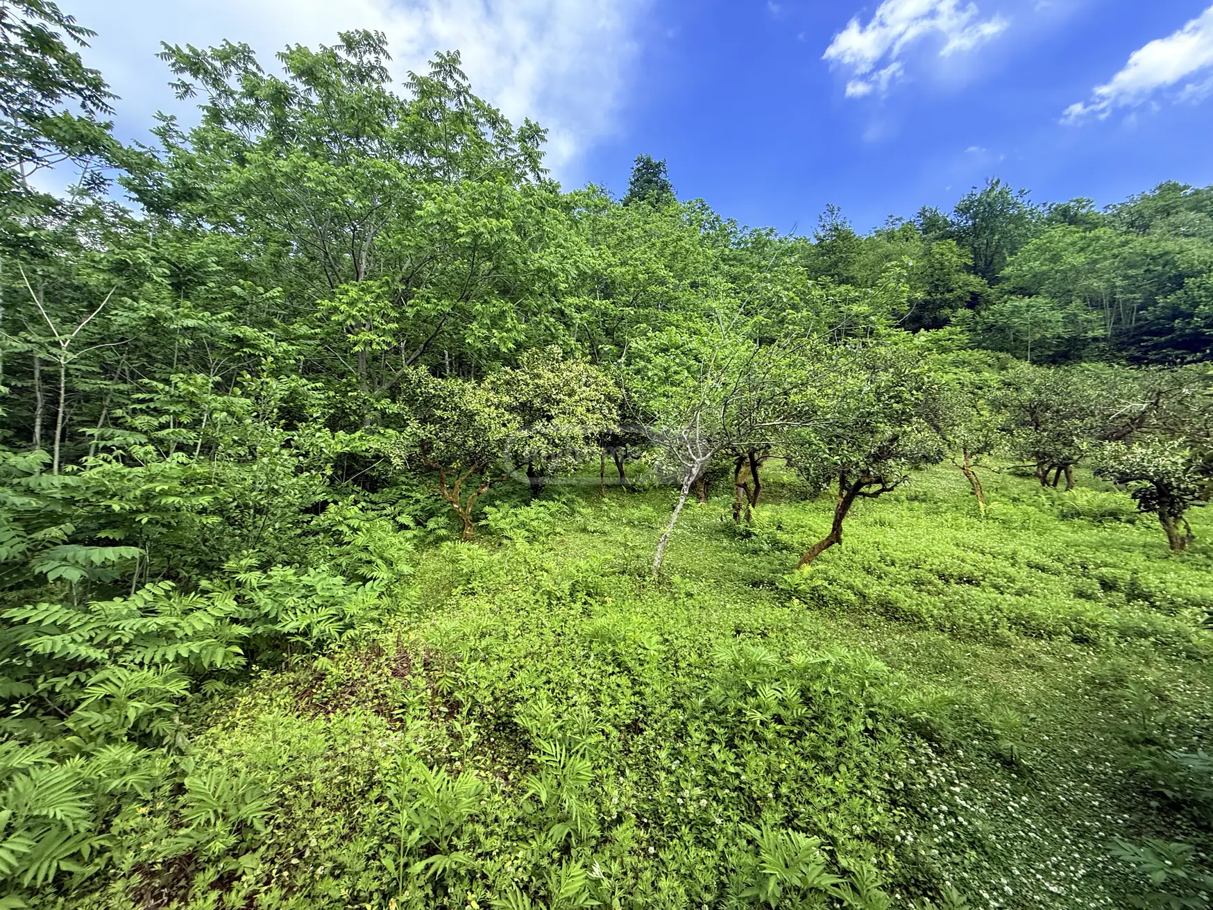 For Sale Sasoplo-Sameurneo Land Plot In Batumi view 5