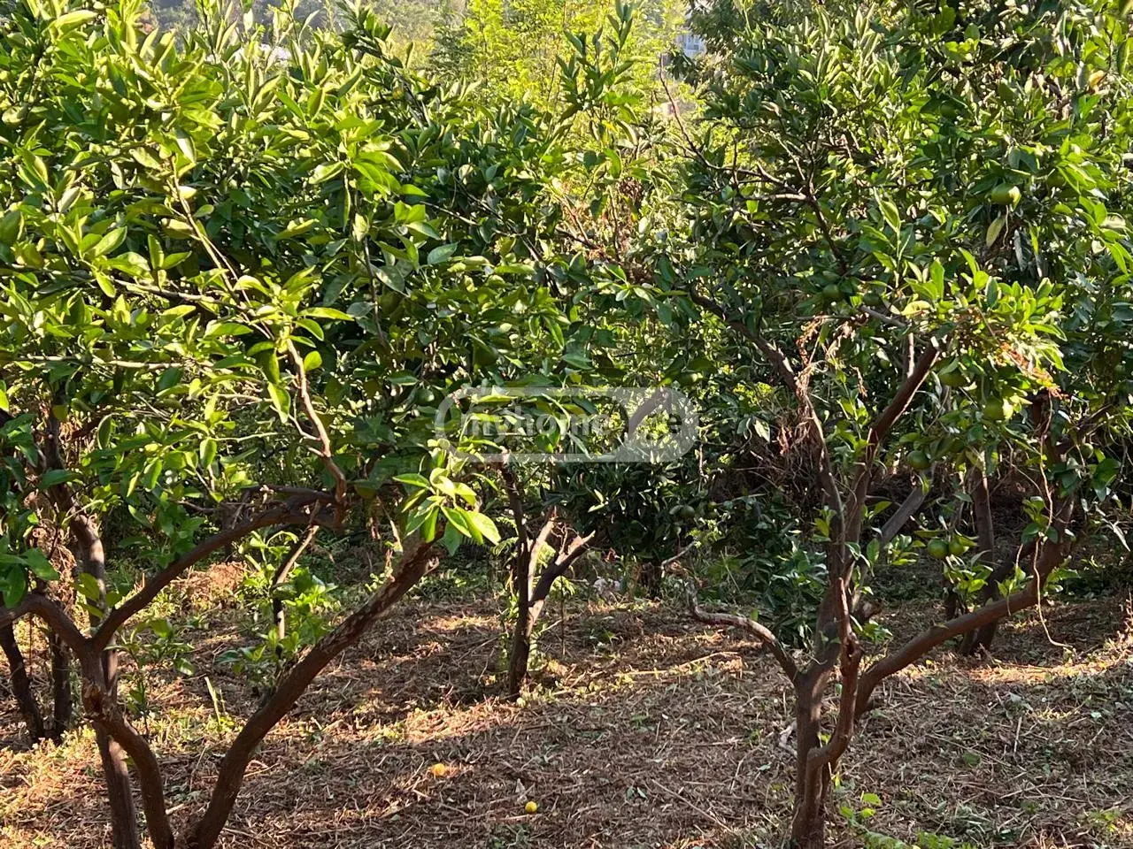 For Sale Sasoplo-Sameurneo Land Plot In Batumi view 4