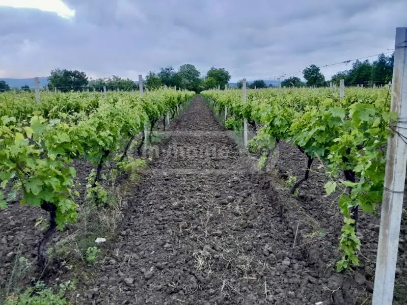 Продажа Земля / участок в Gurjaanis Munitsipalitetshi view 2