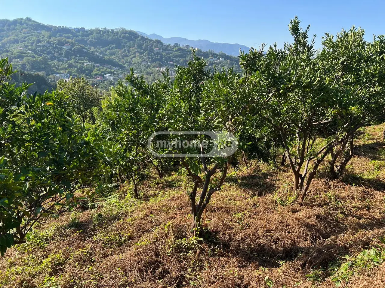 For Sale Sasoplo-Sameurneo Land Plot In Batumi view 11