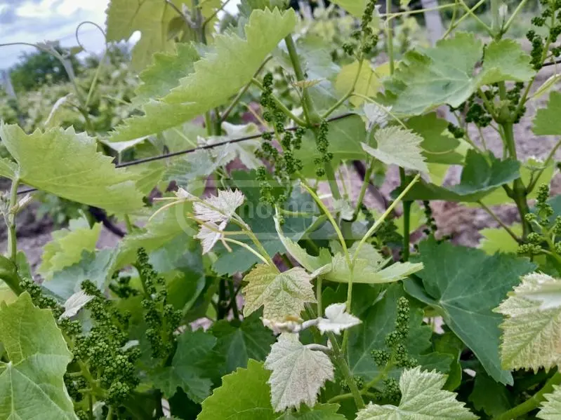 Продажа Земля / участок в Gurjaanis Munitsipalitetshi view 3